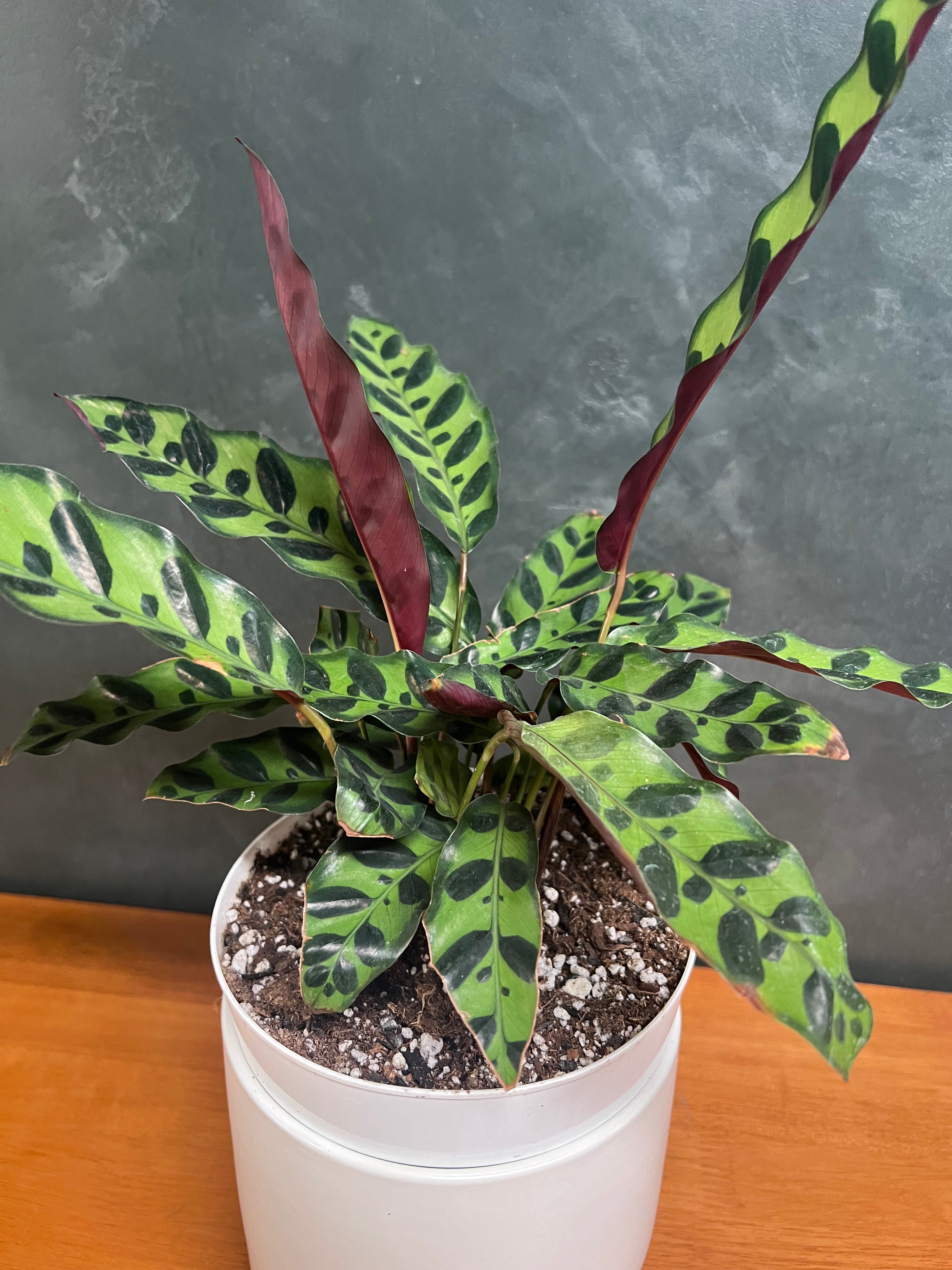 Calathea - Rattlesnake