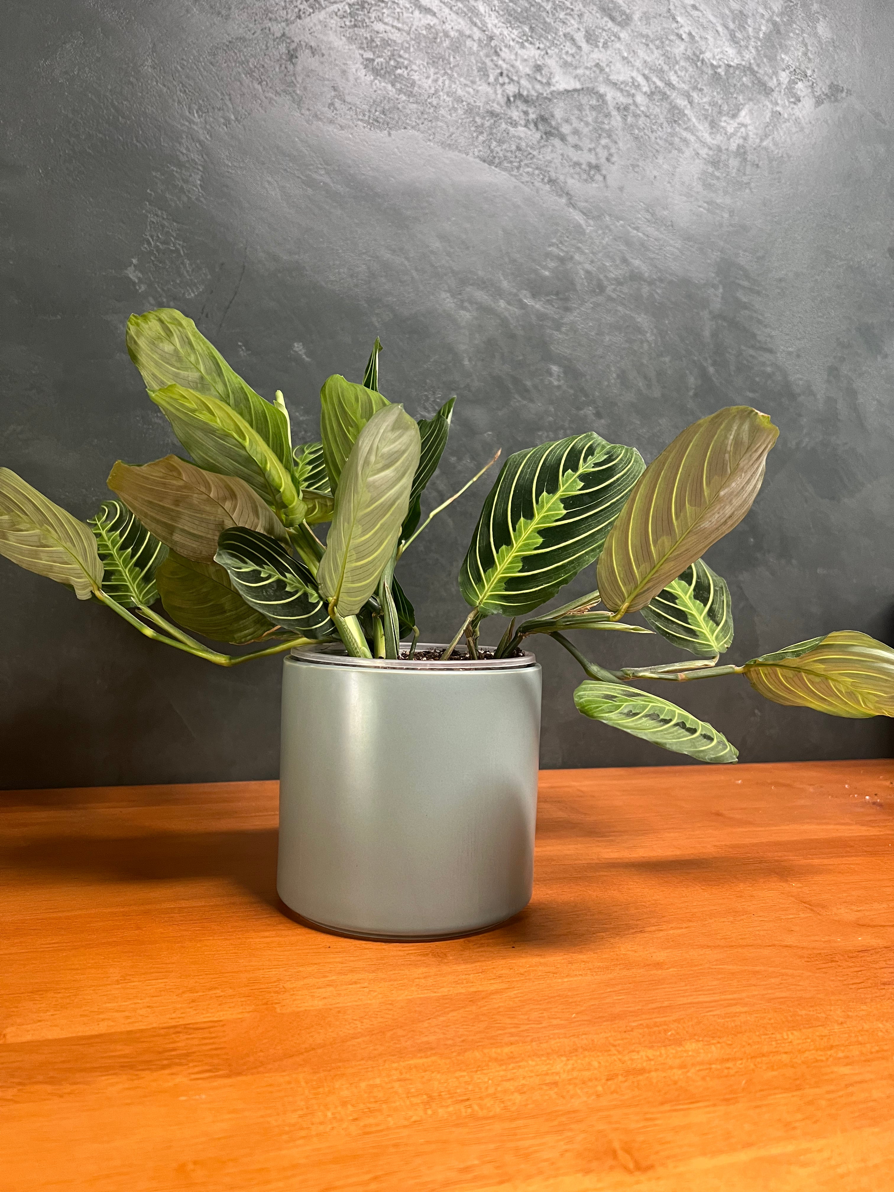 Calathea - Freddie