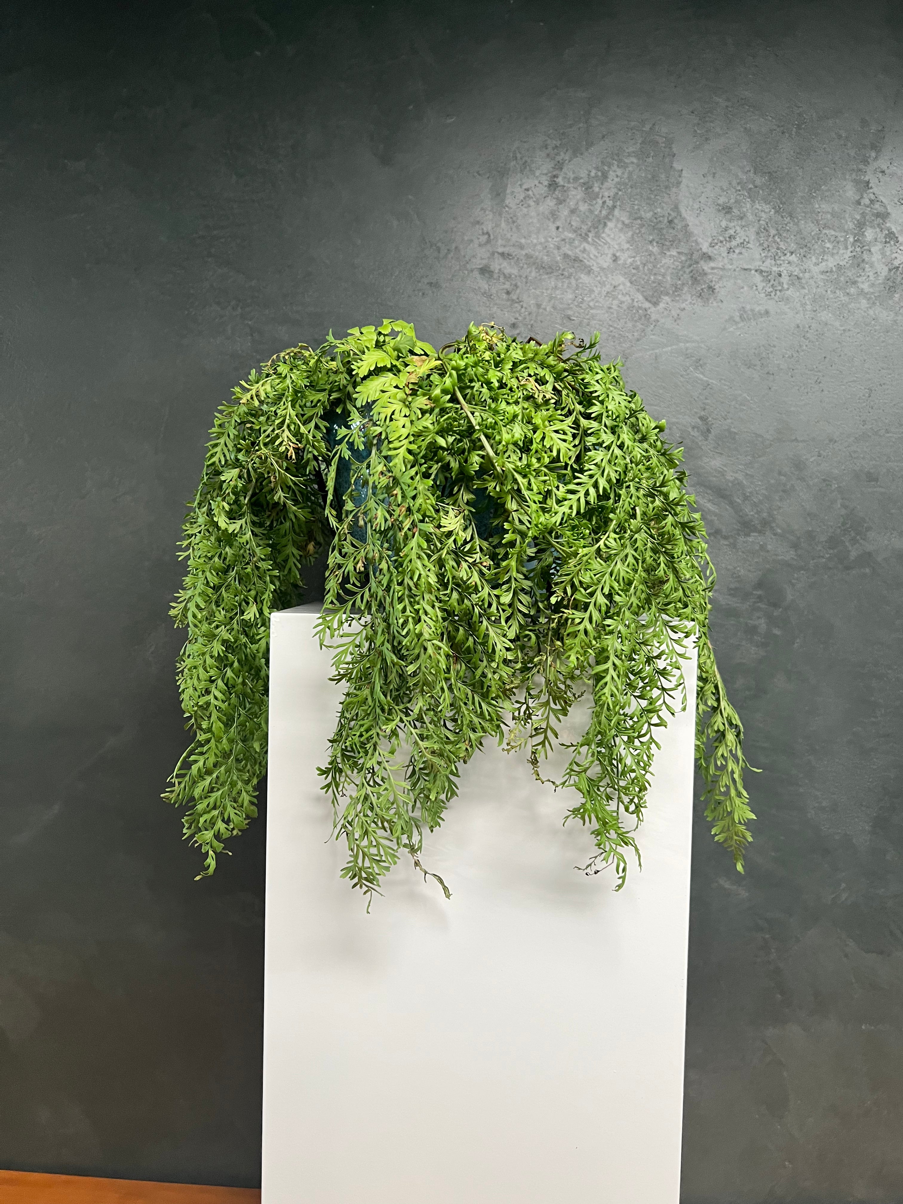 Fairy Fern