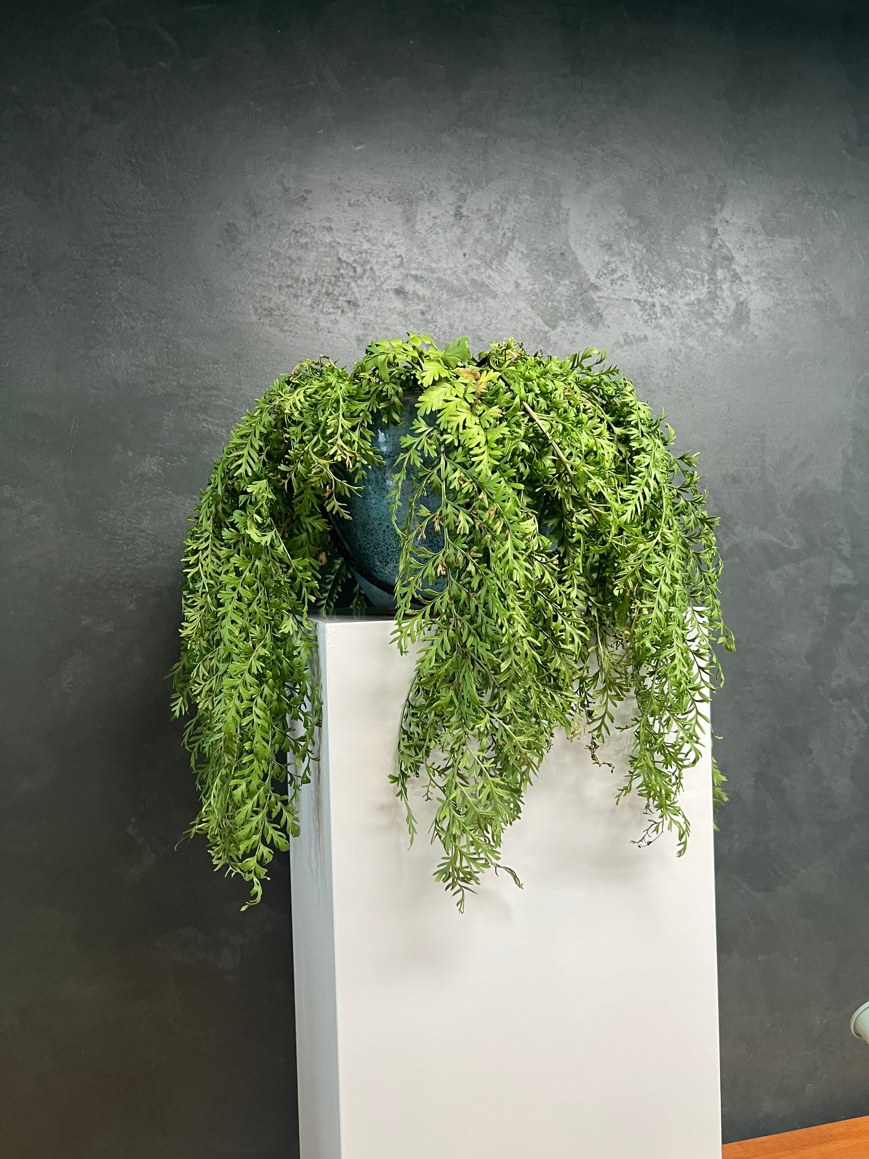 Fairy Fern