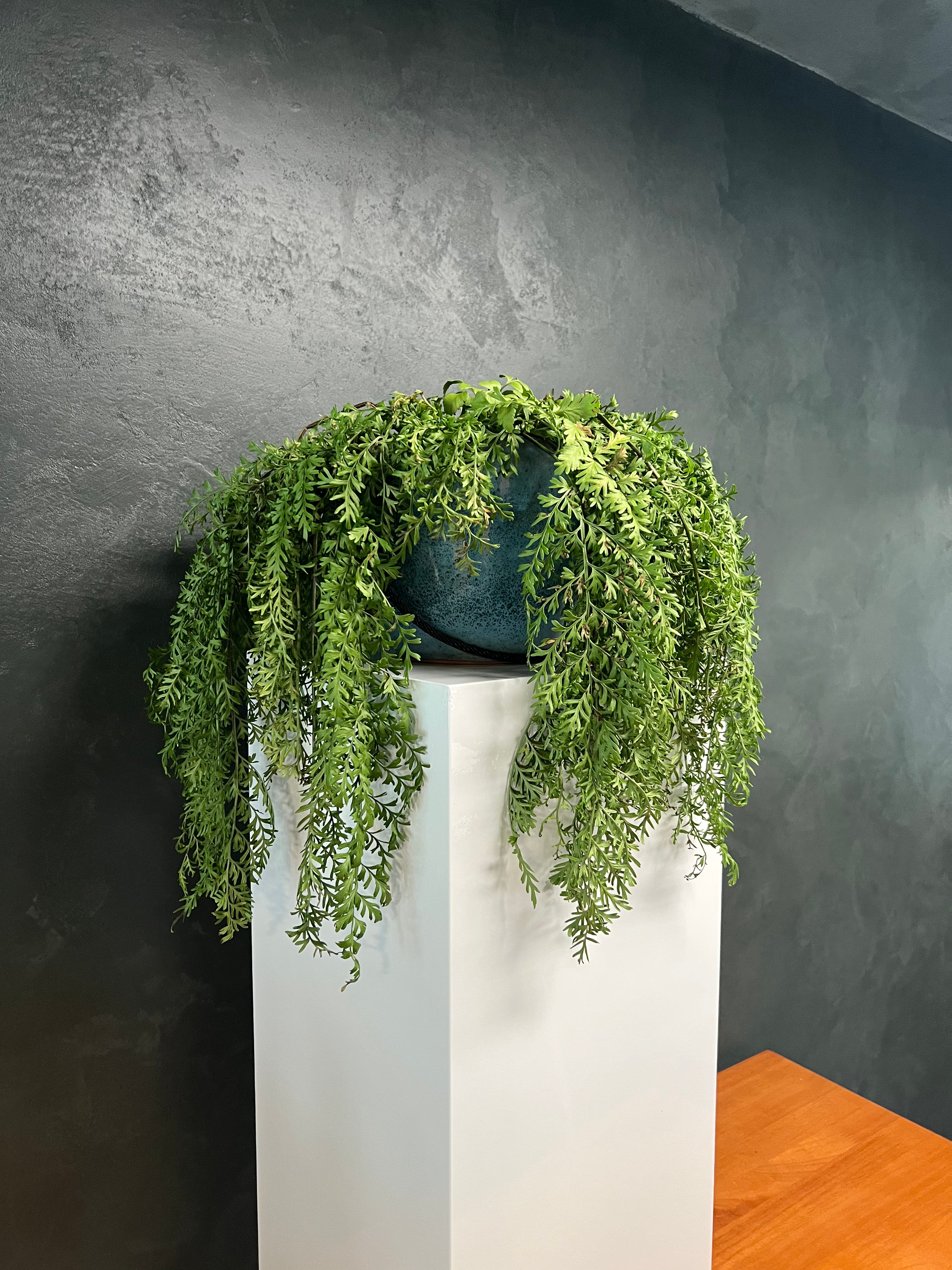 Fairy Fern