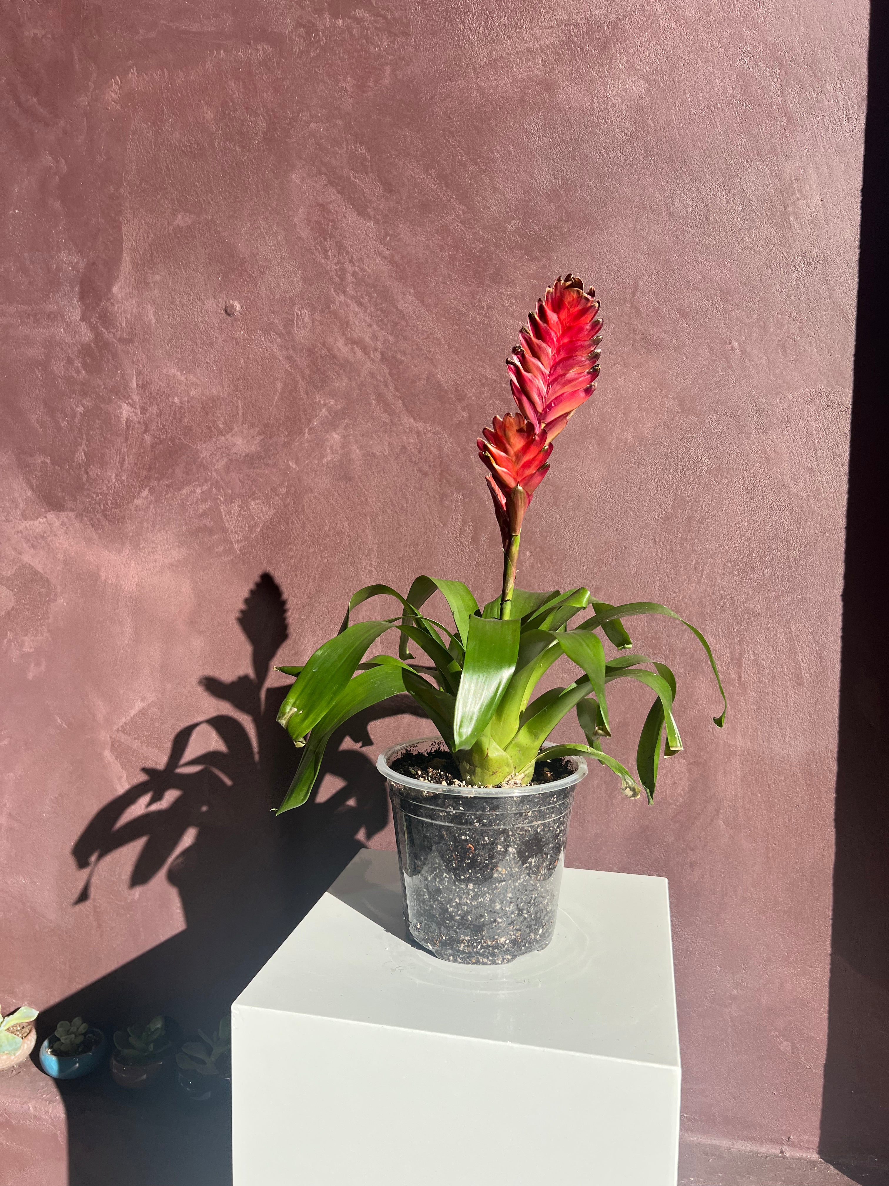 Bromeliad - Flaming Sword