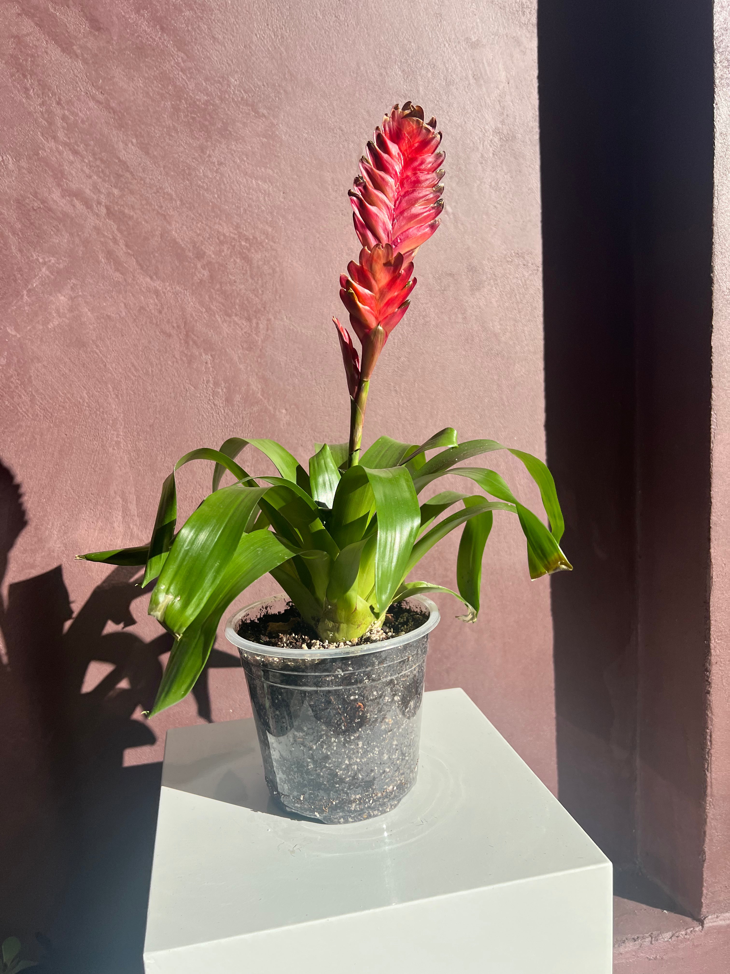 Bromeliad - Flaming Sword