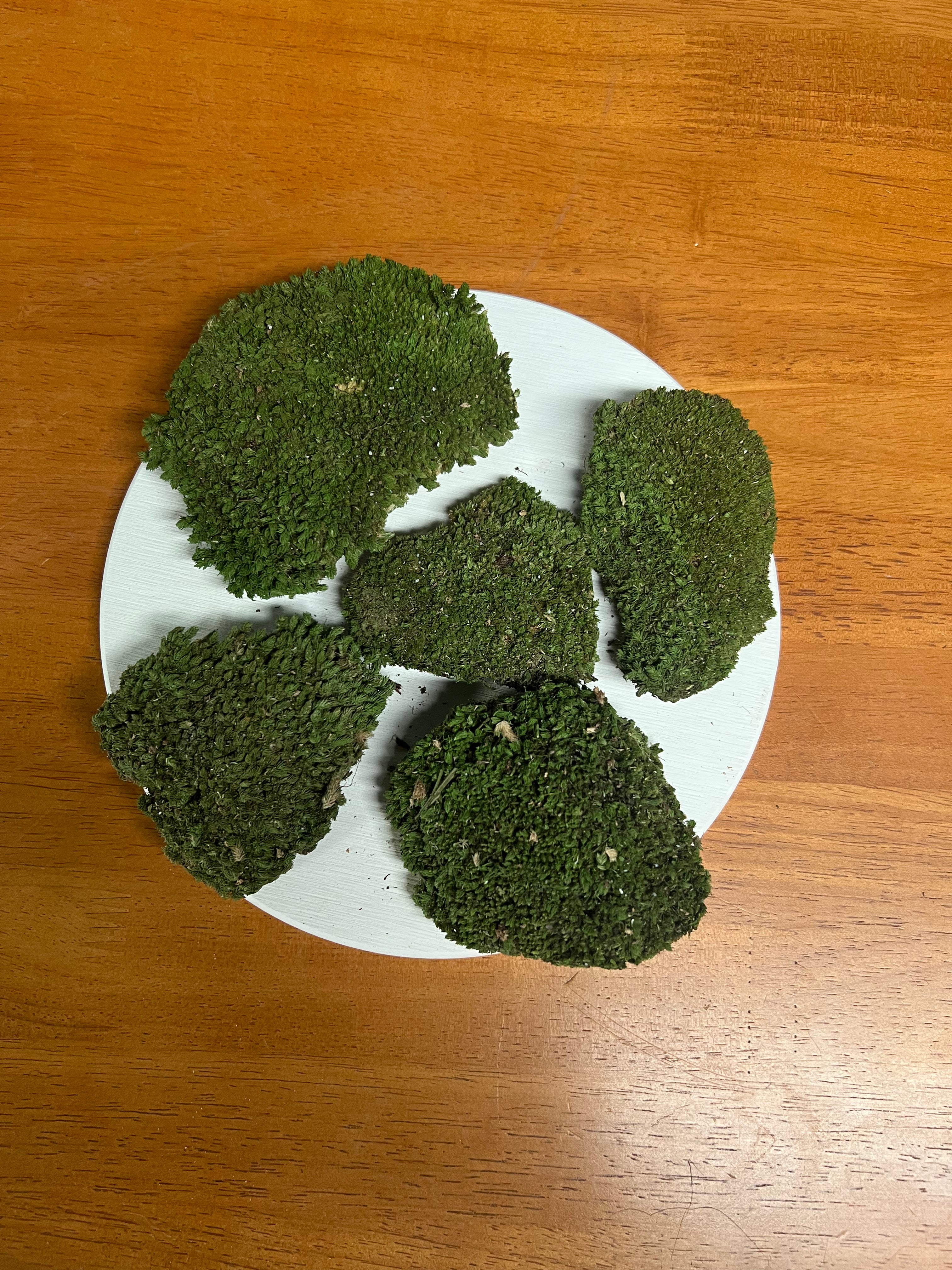 Decorative Moss – Preserved Green