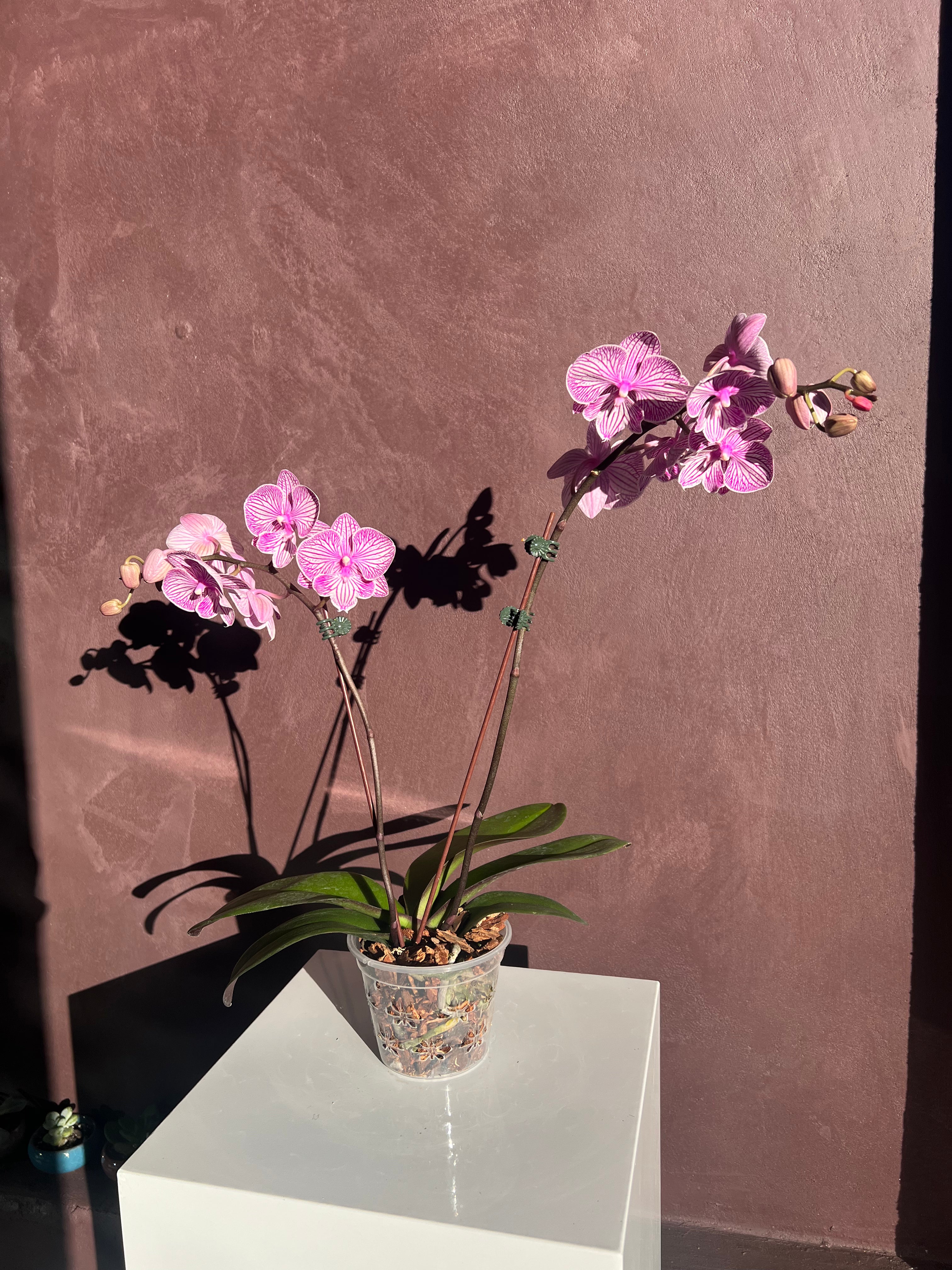 Orchid – Purple & White Stripes