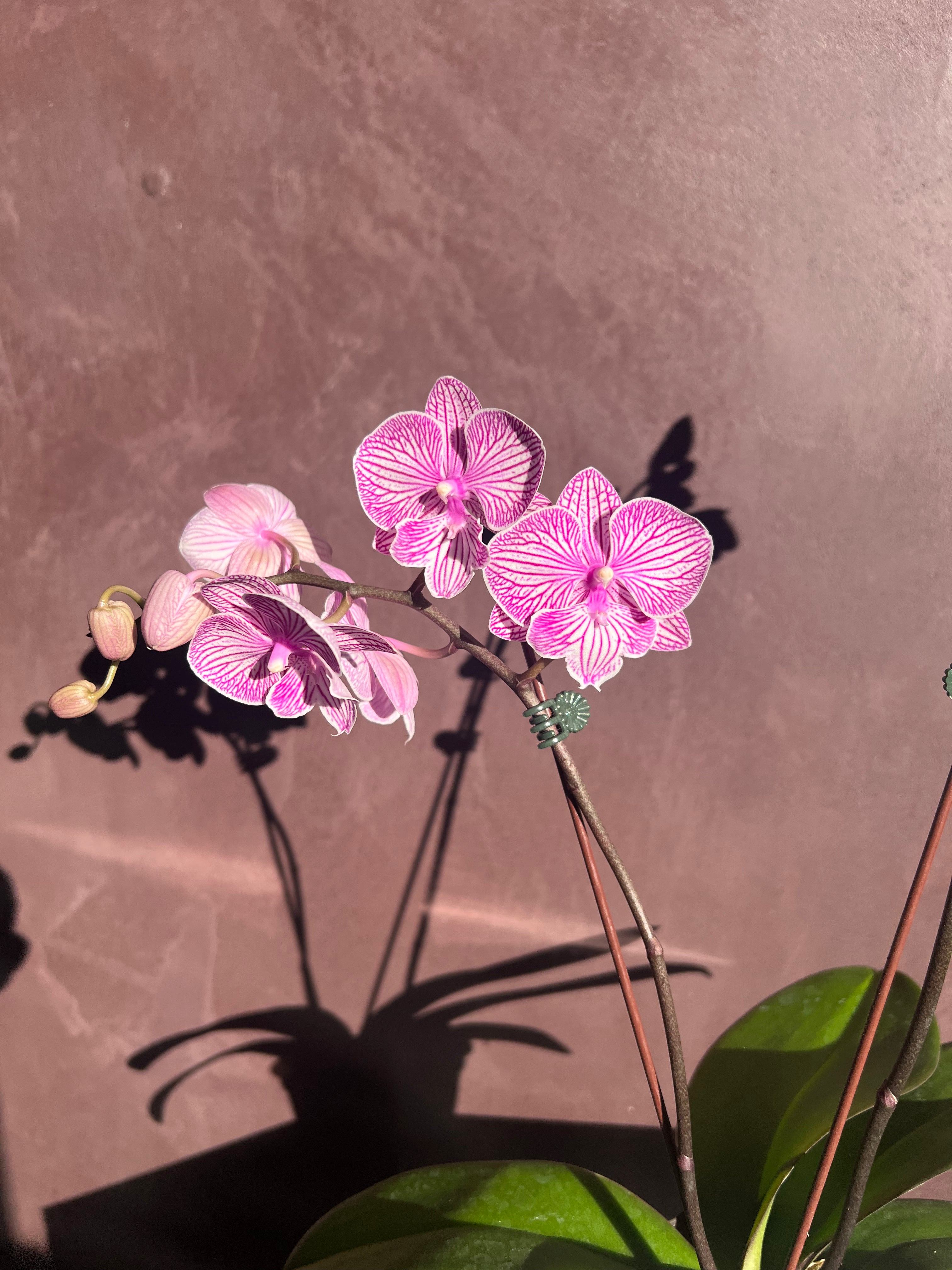Orchid – Purple & White Stripes