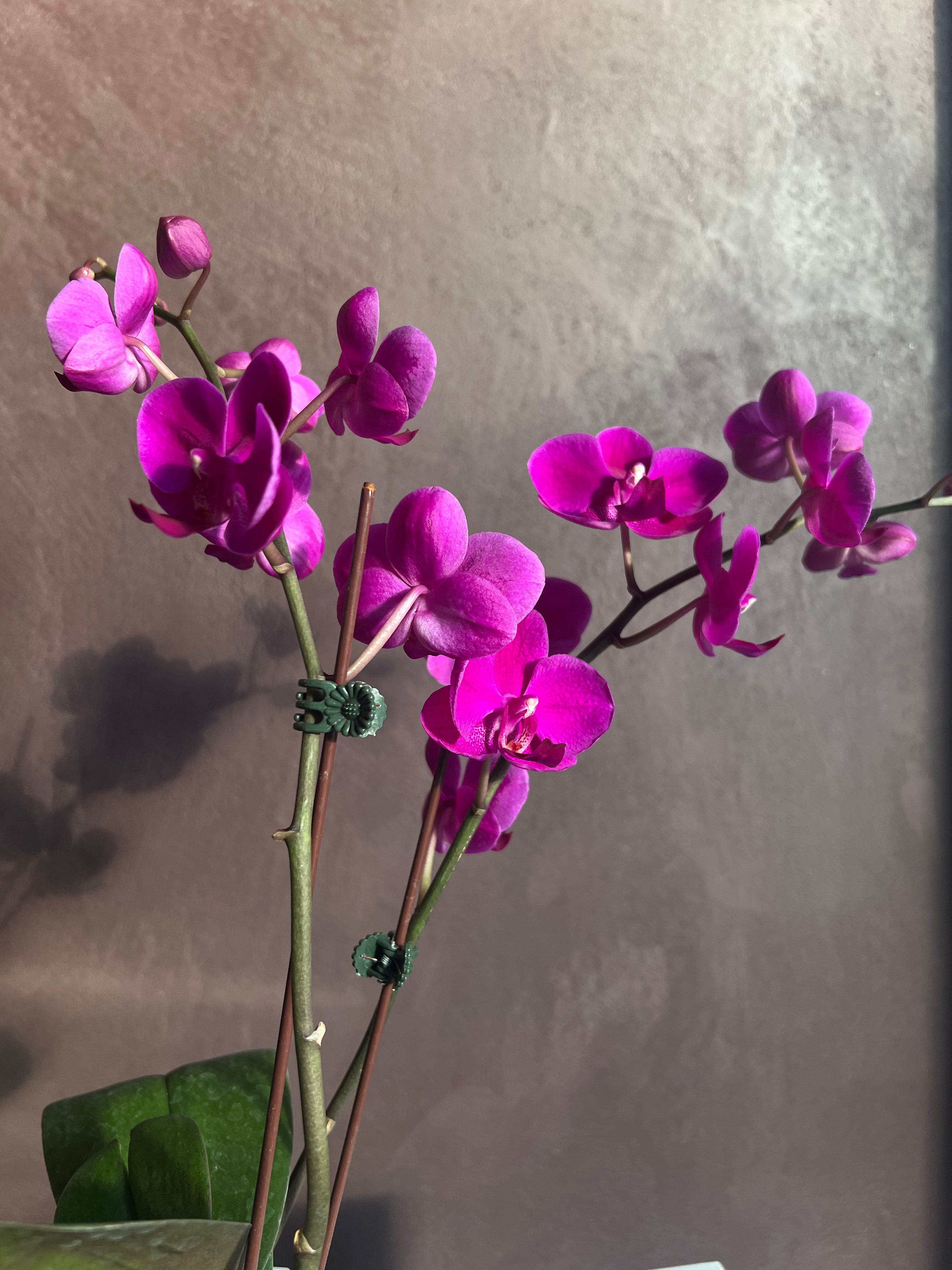 Orchid – Purple