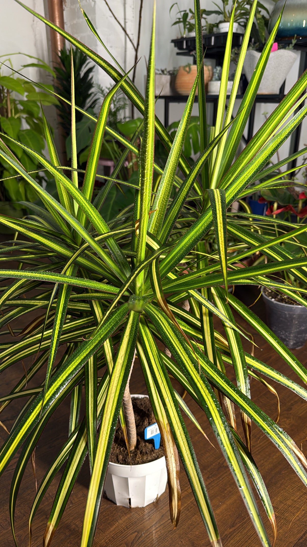 Dracaena Tree – Marginata Kiwi