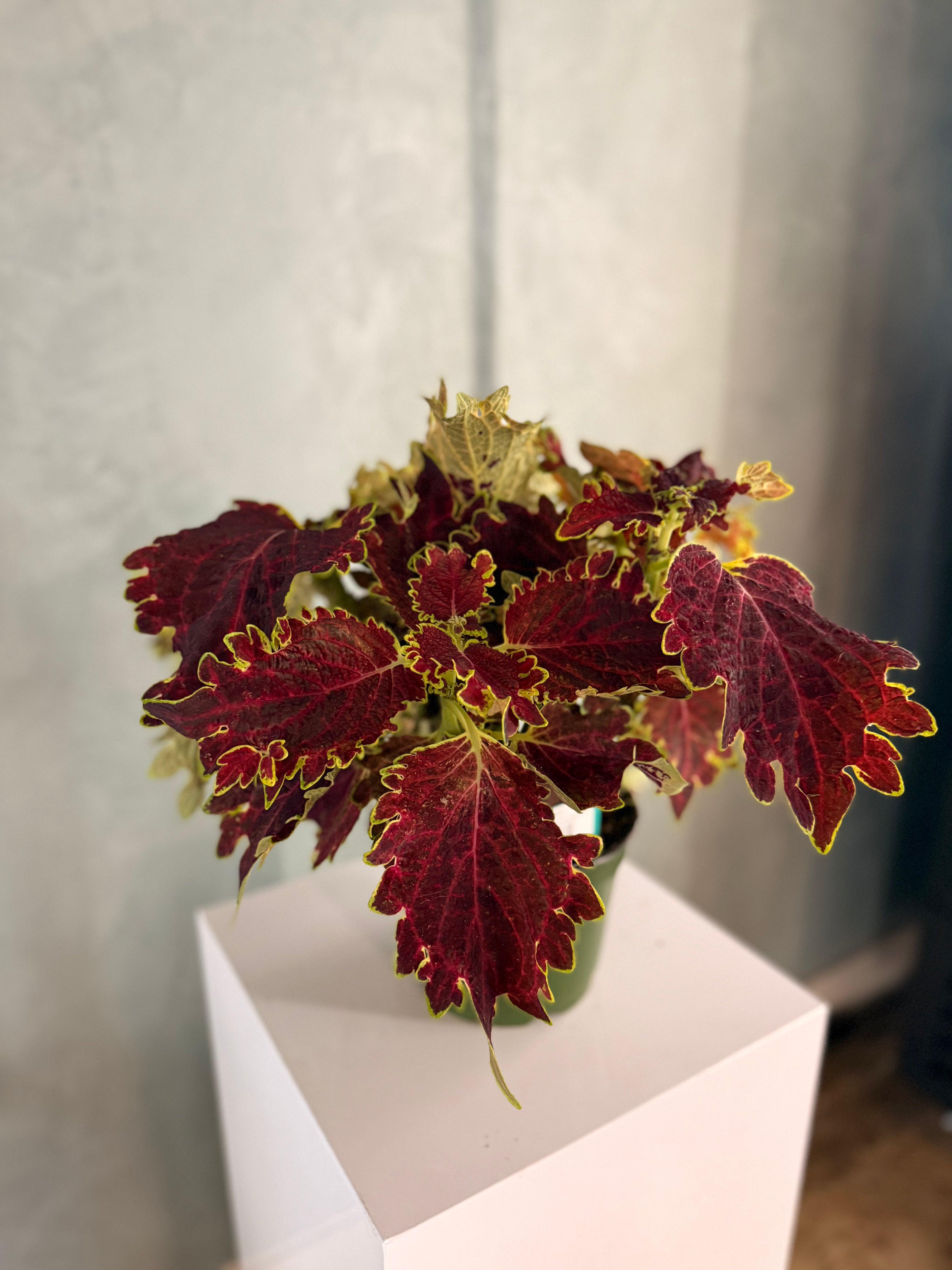 Coleus – Red & Green