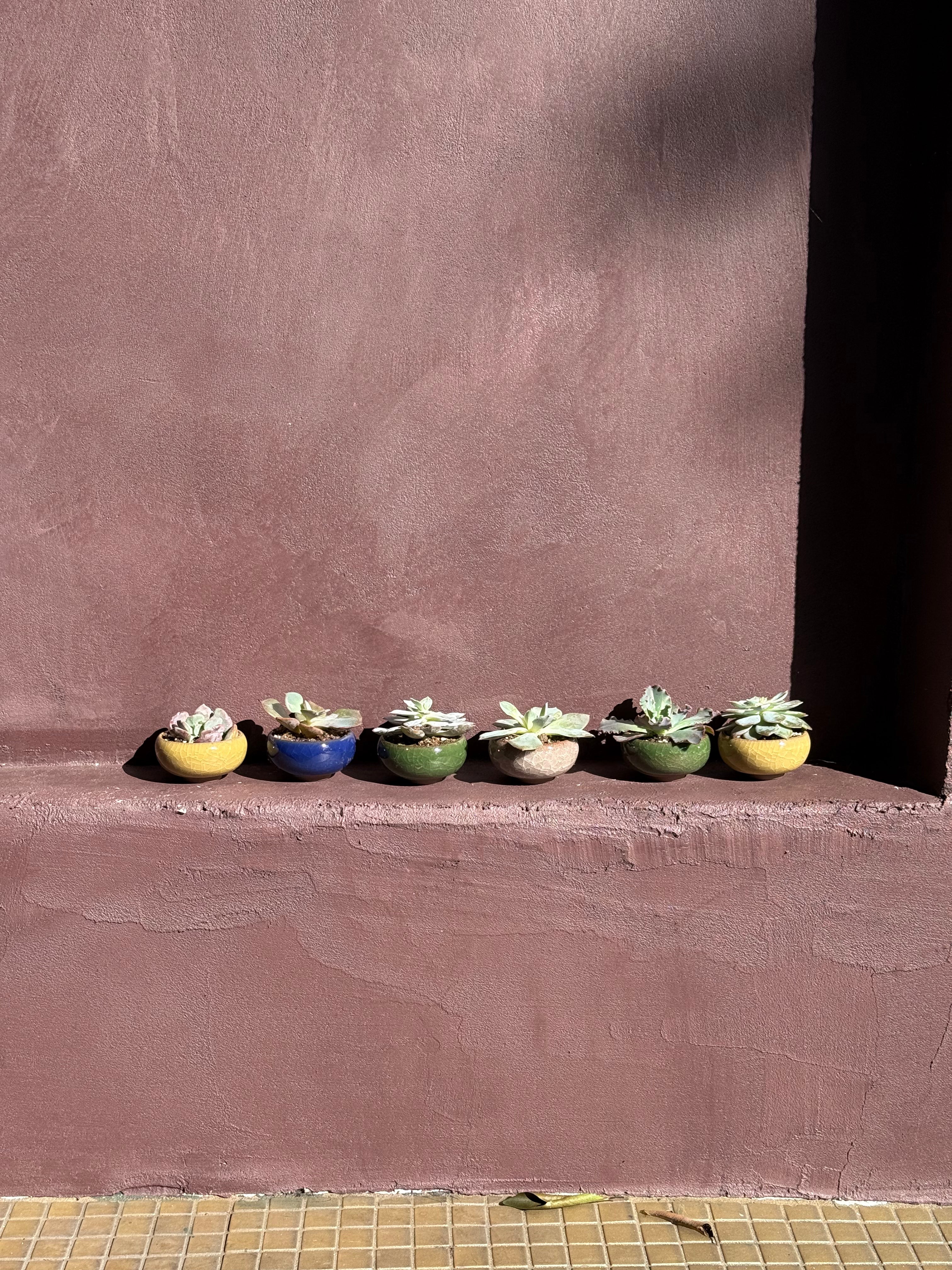 Row of small potted plants in front of a textured poe colored wall.