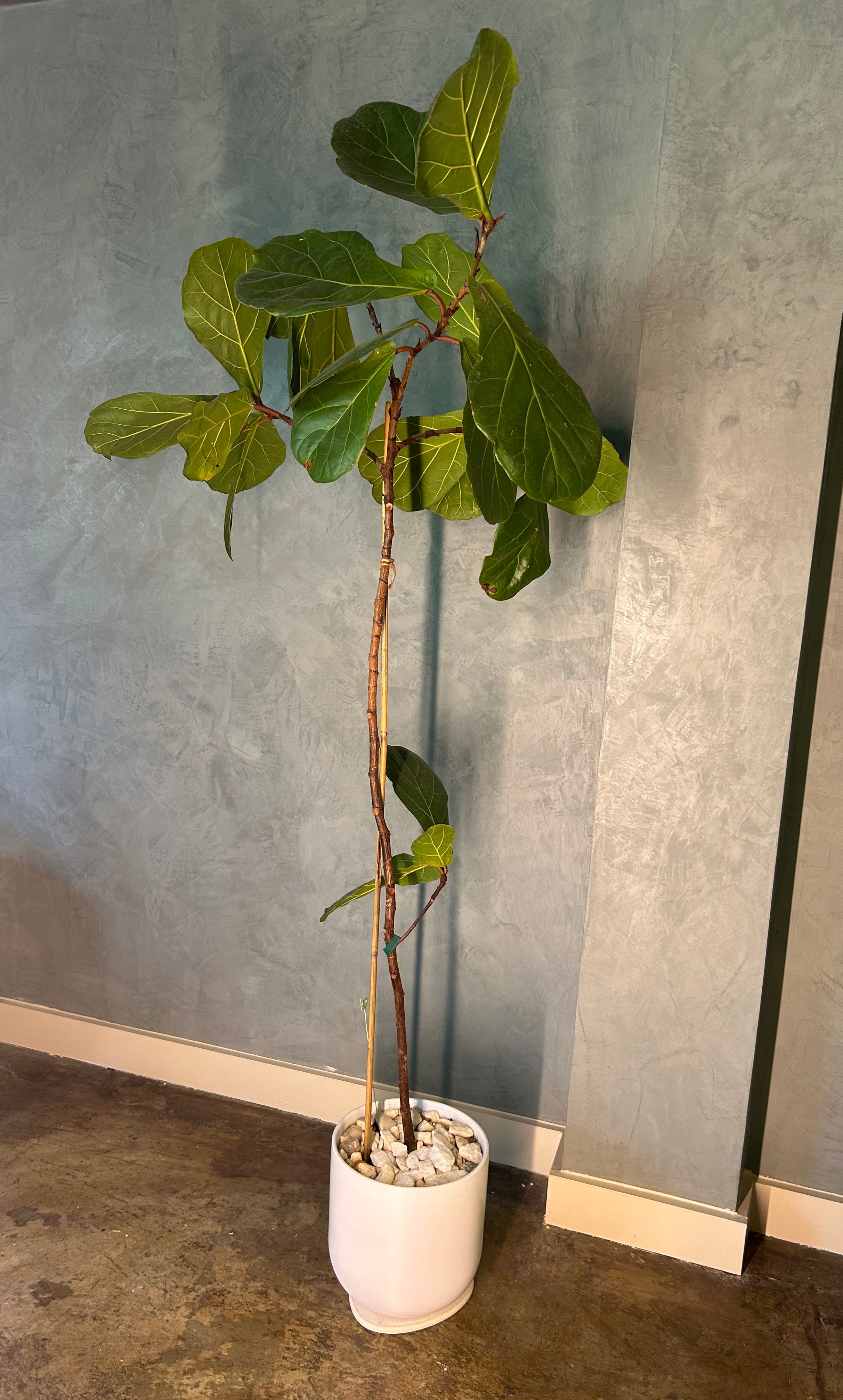 Medium Fiddle-Leaf Fig