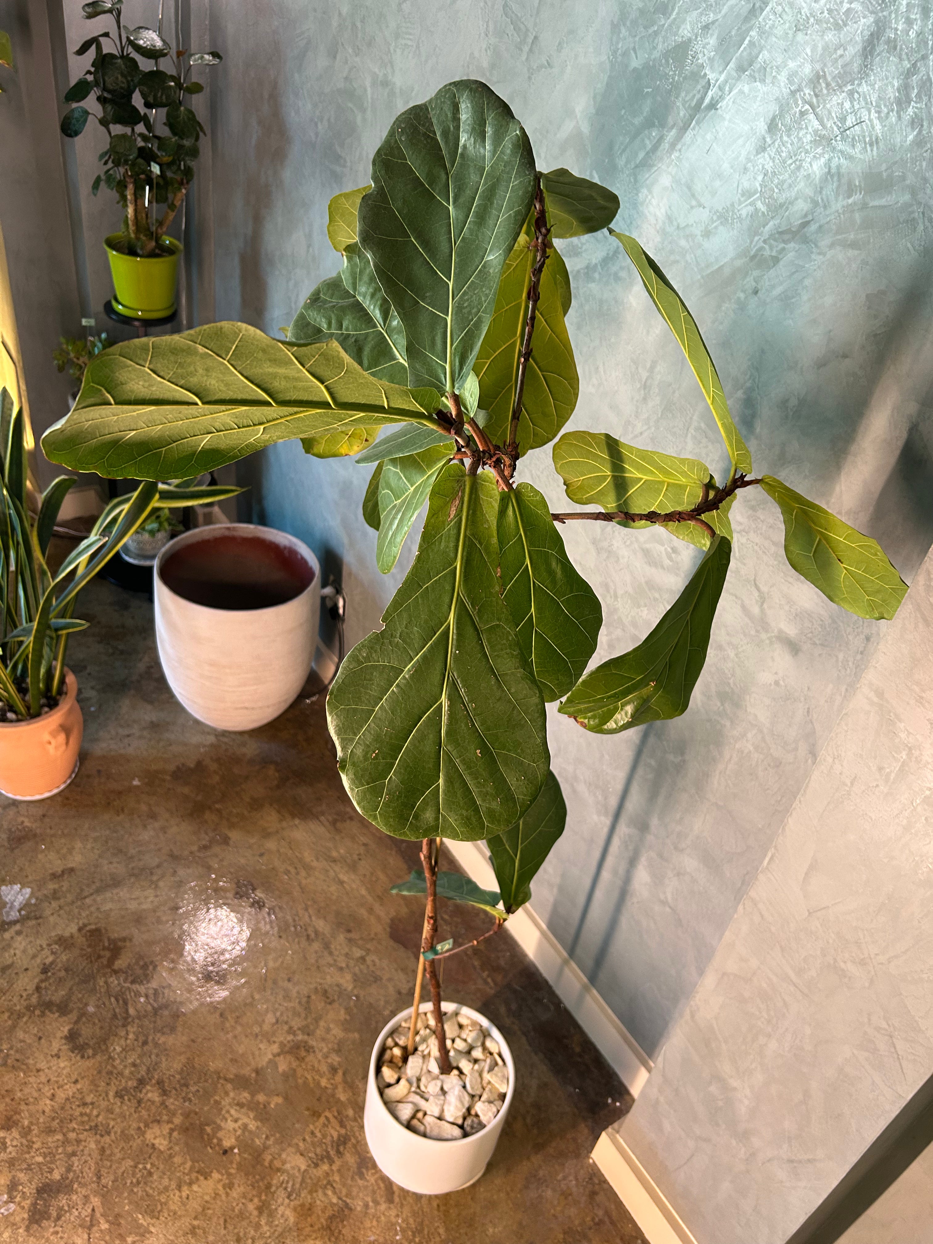 Medium Fiddle-Leaf Fig