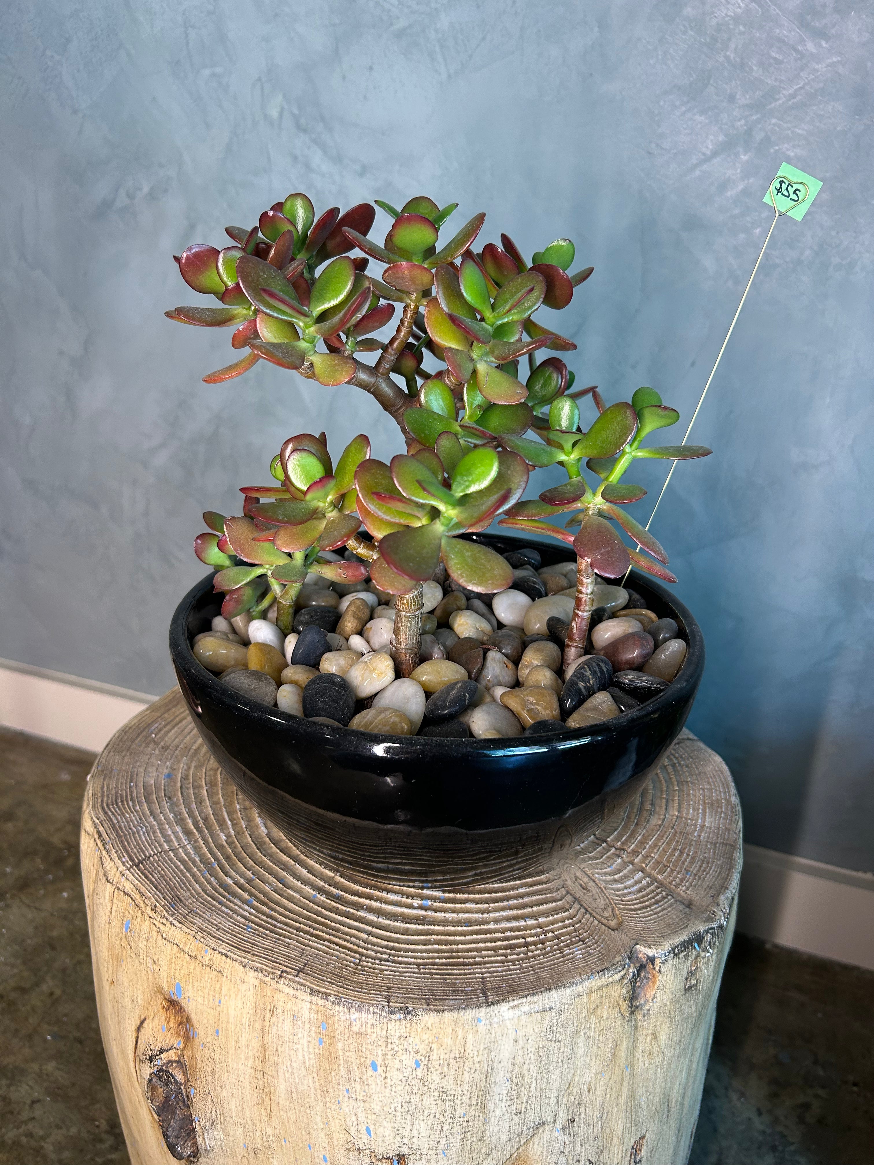 Jade Plant in Stone Garden