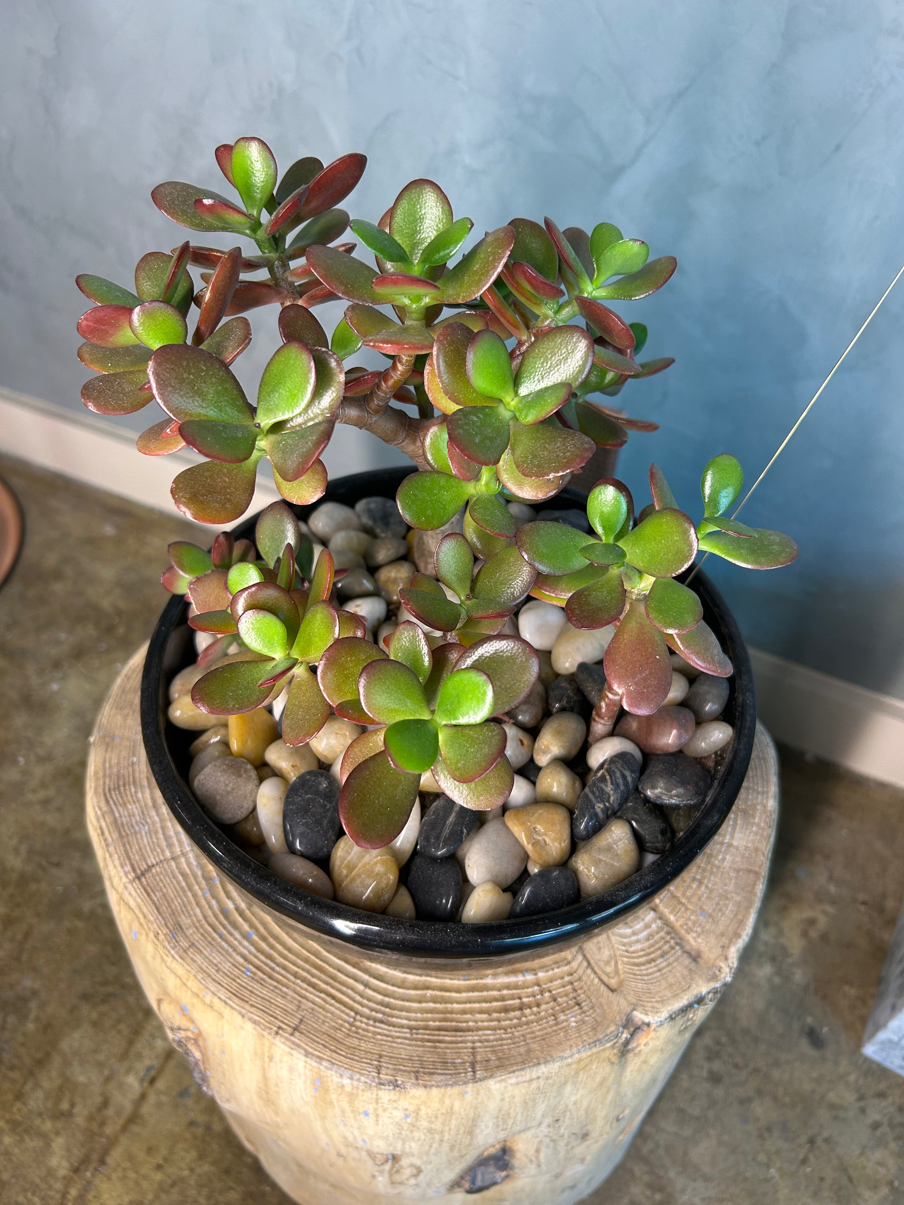 Jade Plant in Stone Garden