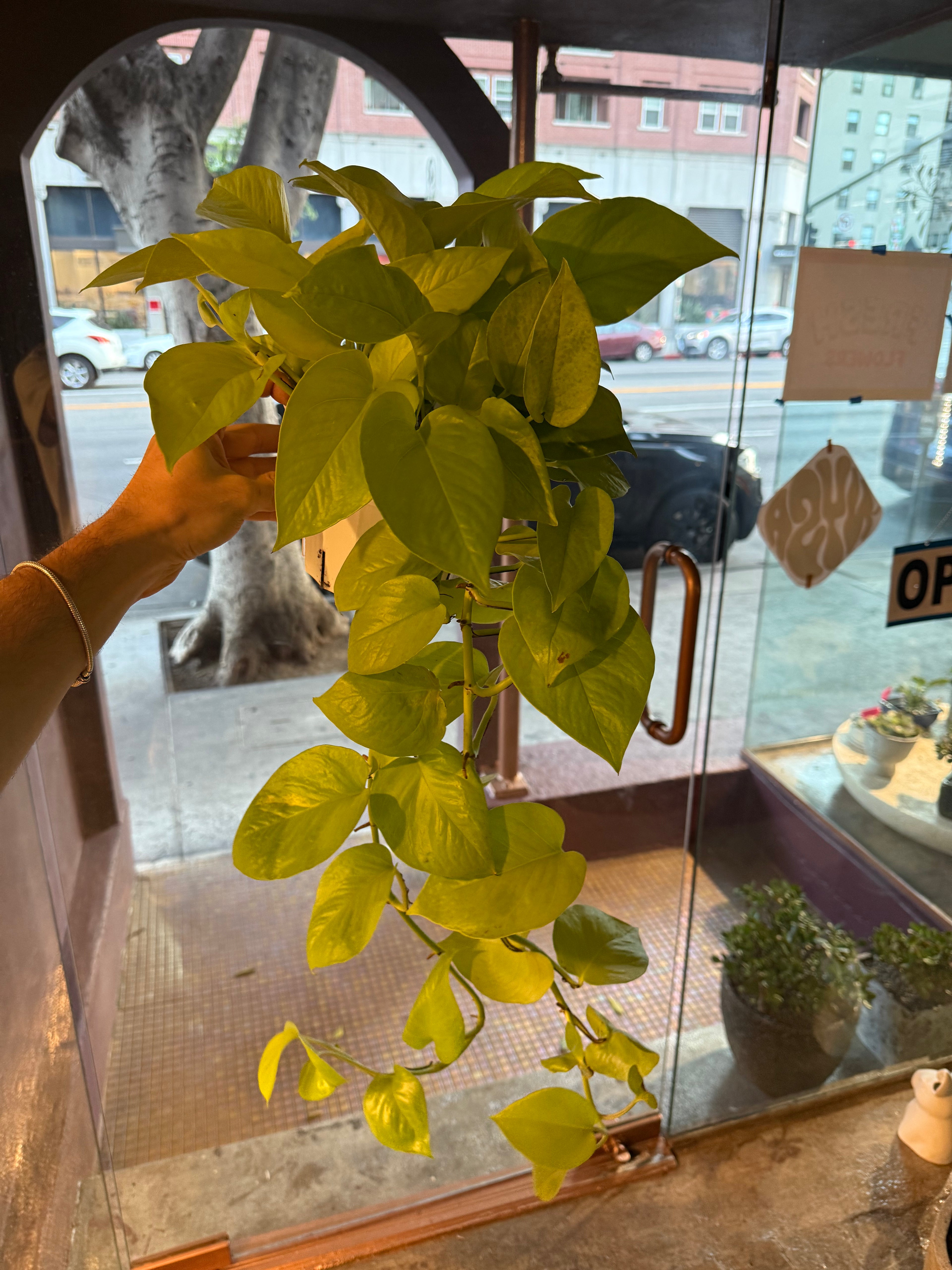 Pothos - Neon