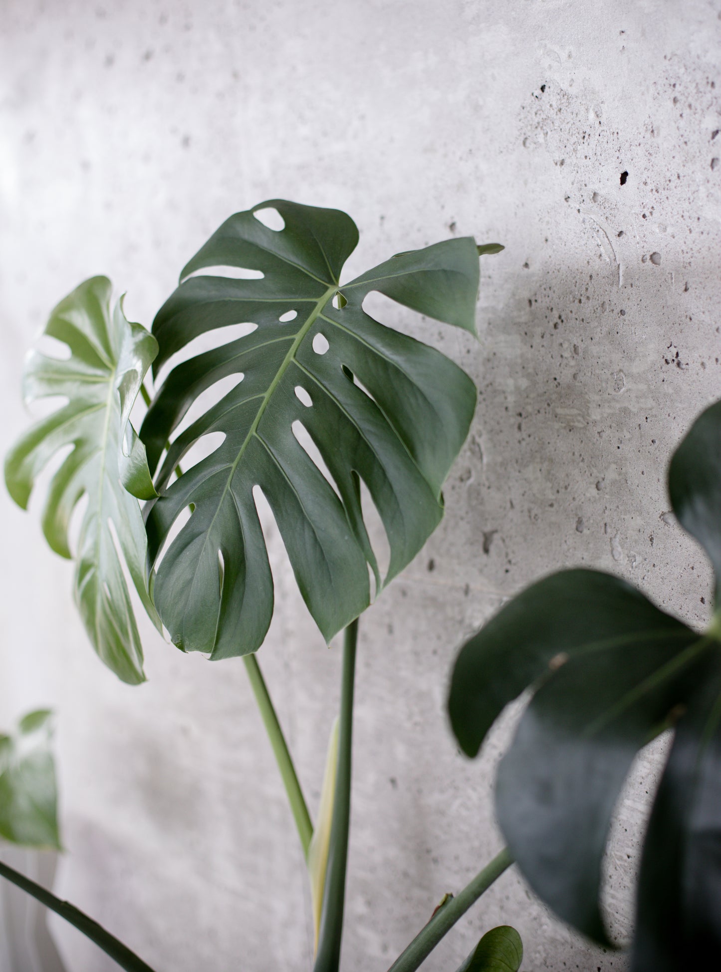 Monstera Deliciosa β Large Leaf