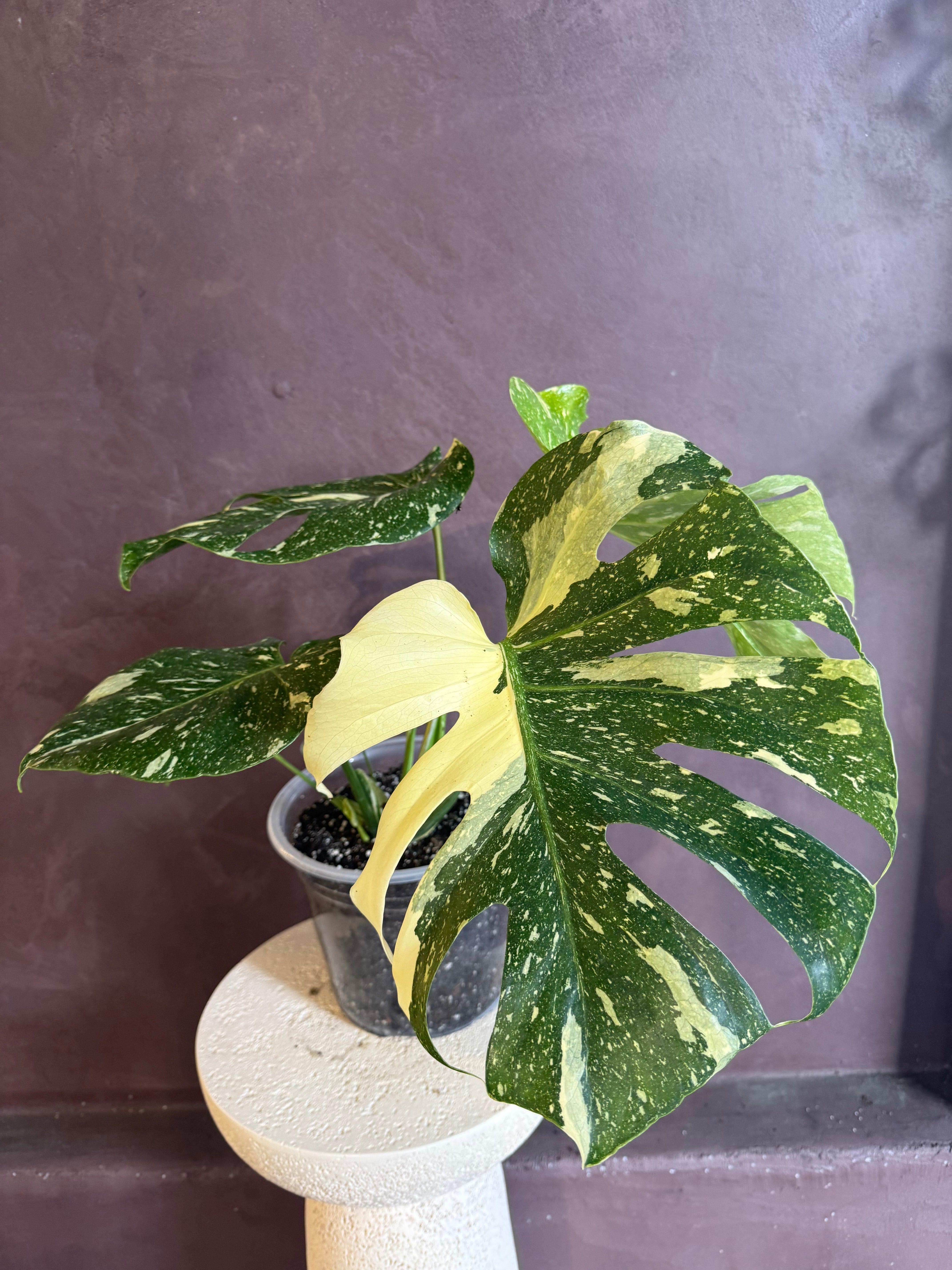 The Rare Plants: Unusual, Coveted & Actually Within Reach in LA