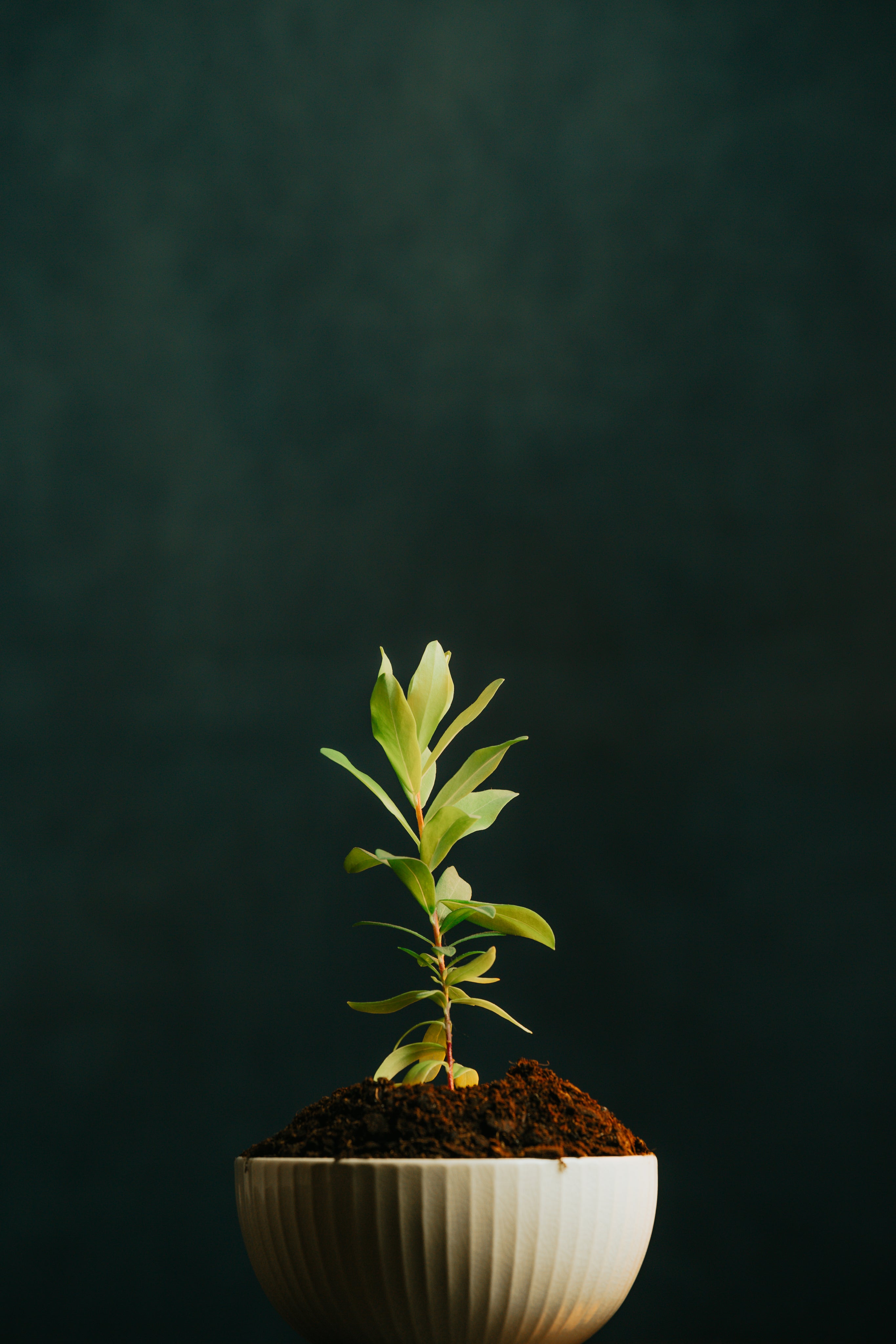 Plants