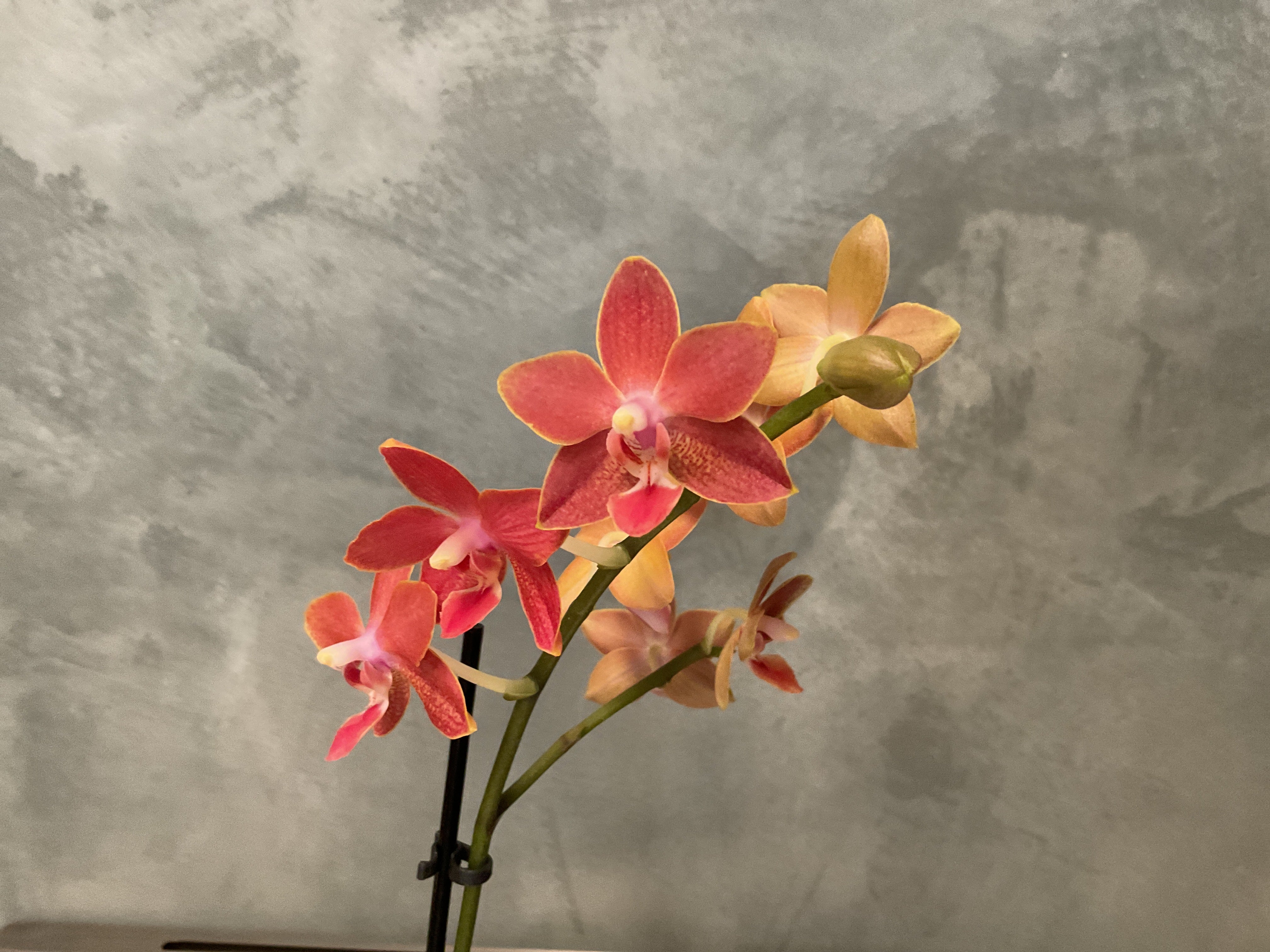 Orchids