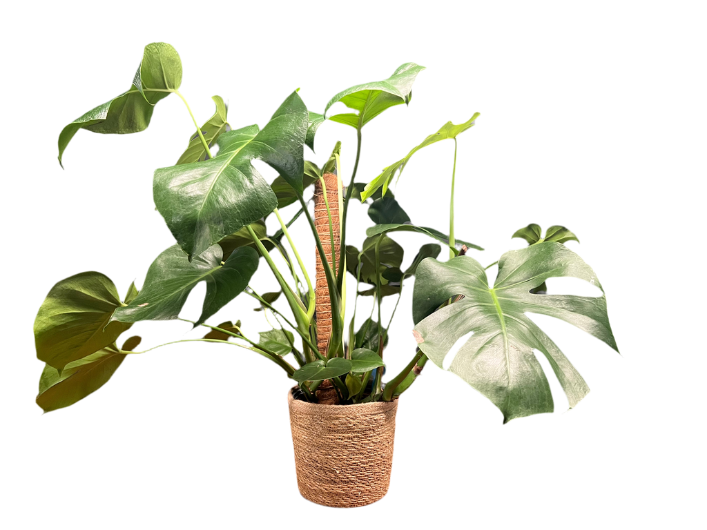 Monstera - Deliciosa
