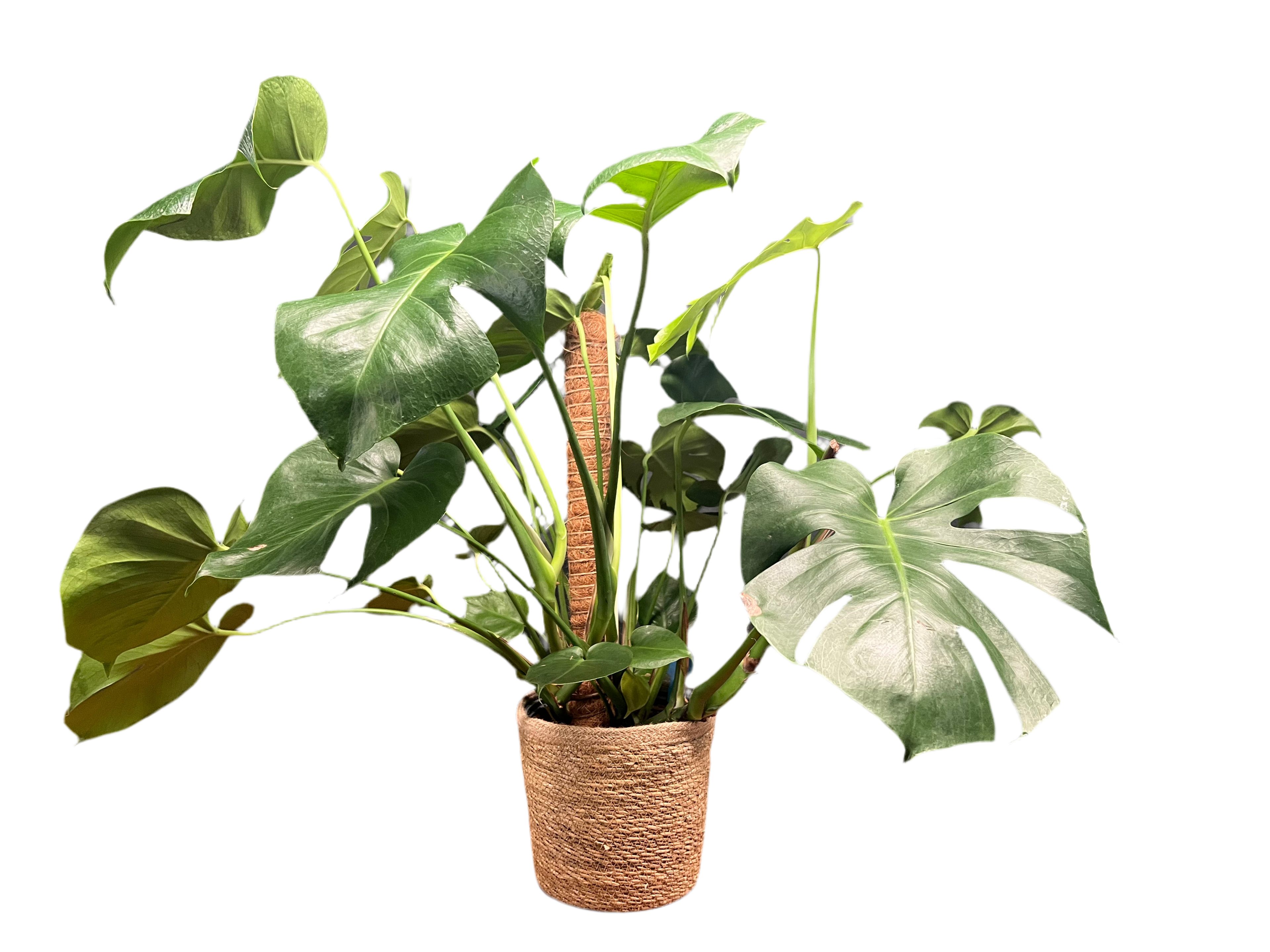 Monstera - Deliciosa