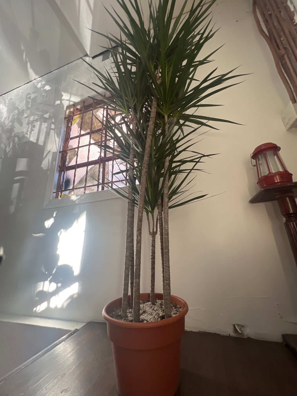 Dracaena - Marginata