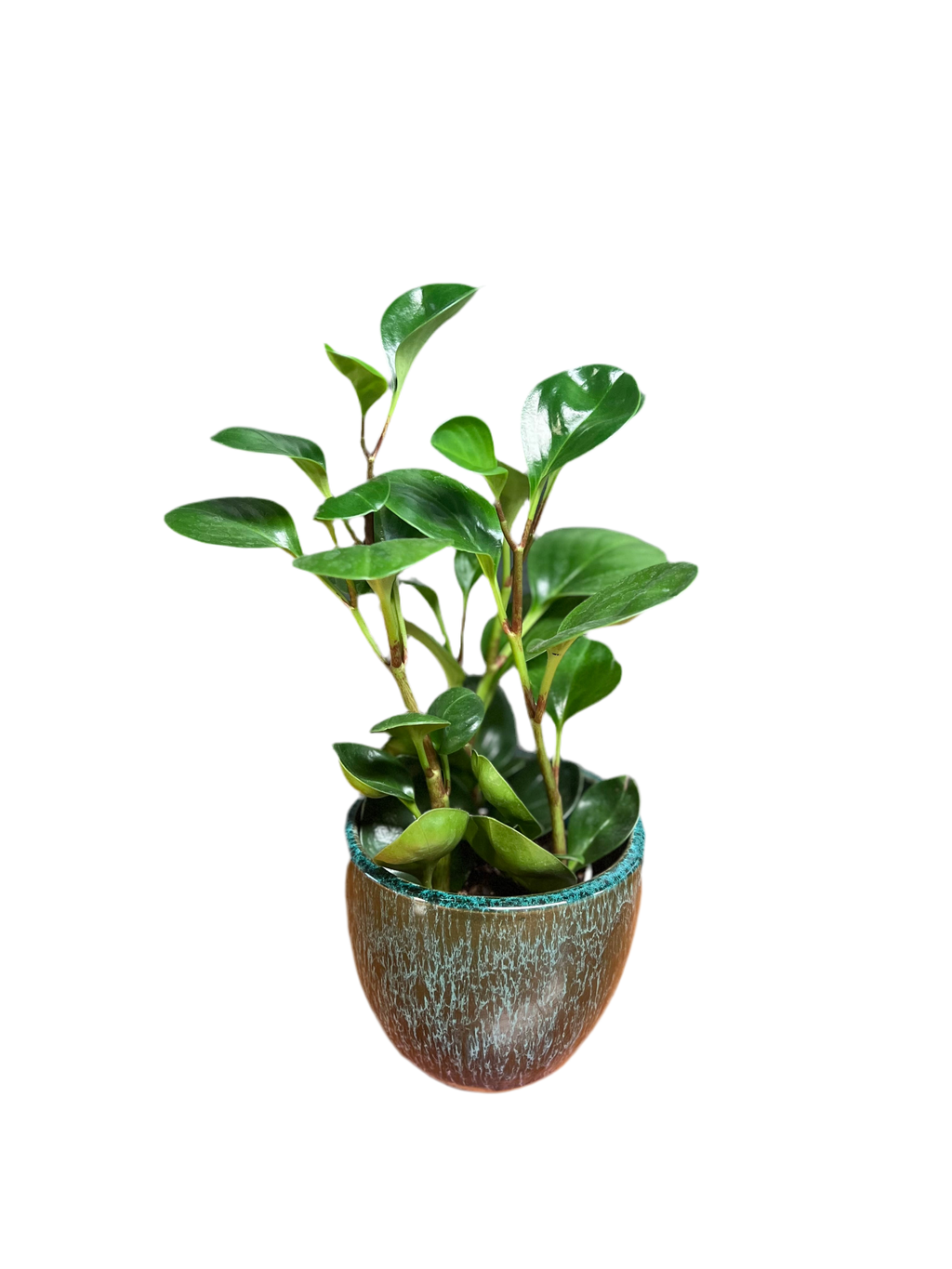 Peperomia - Classic