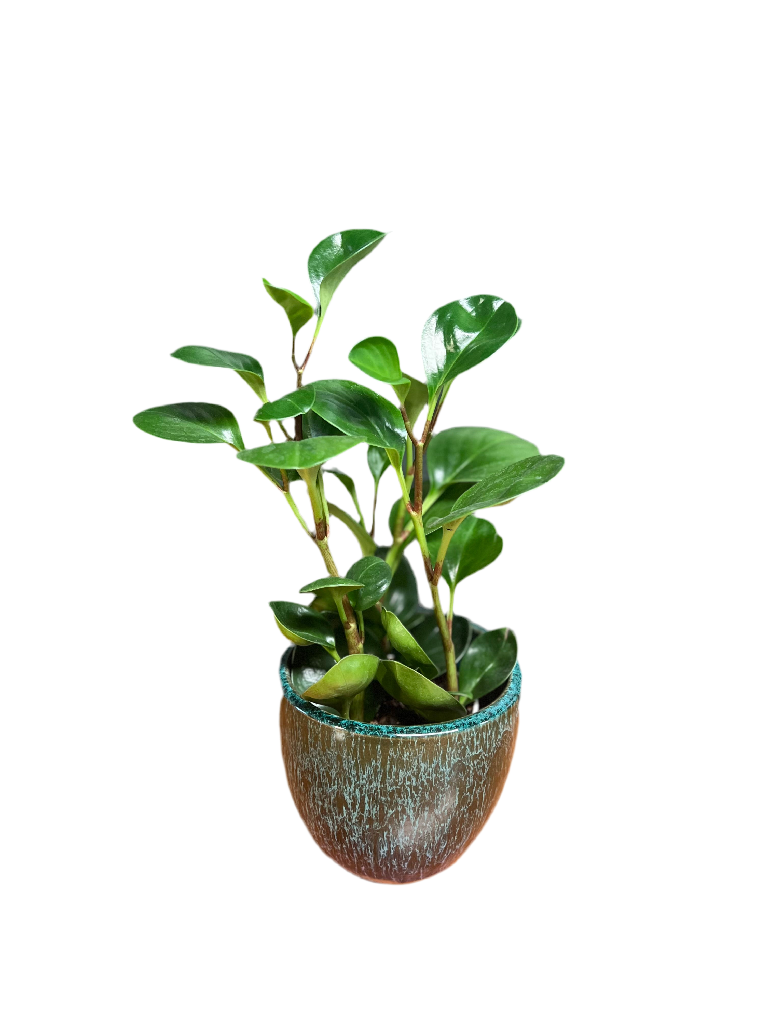Peperomia - Classic