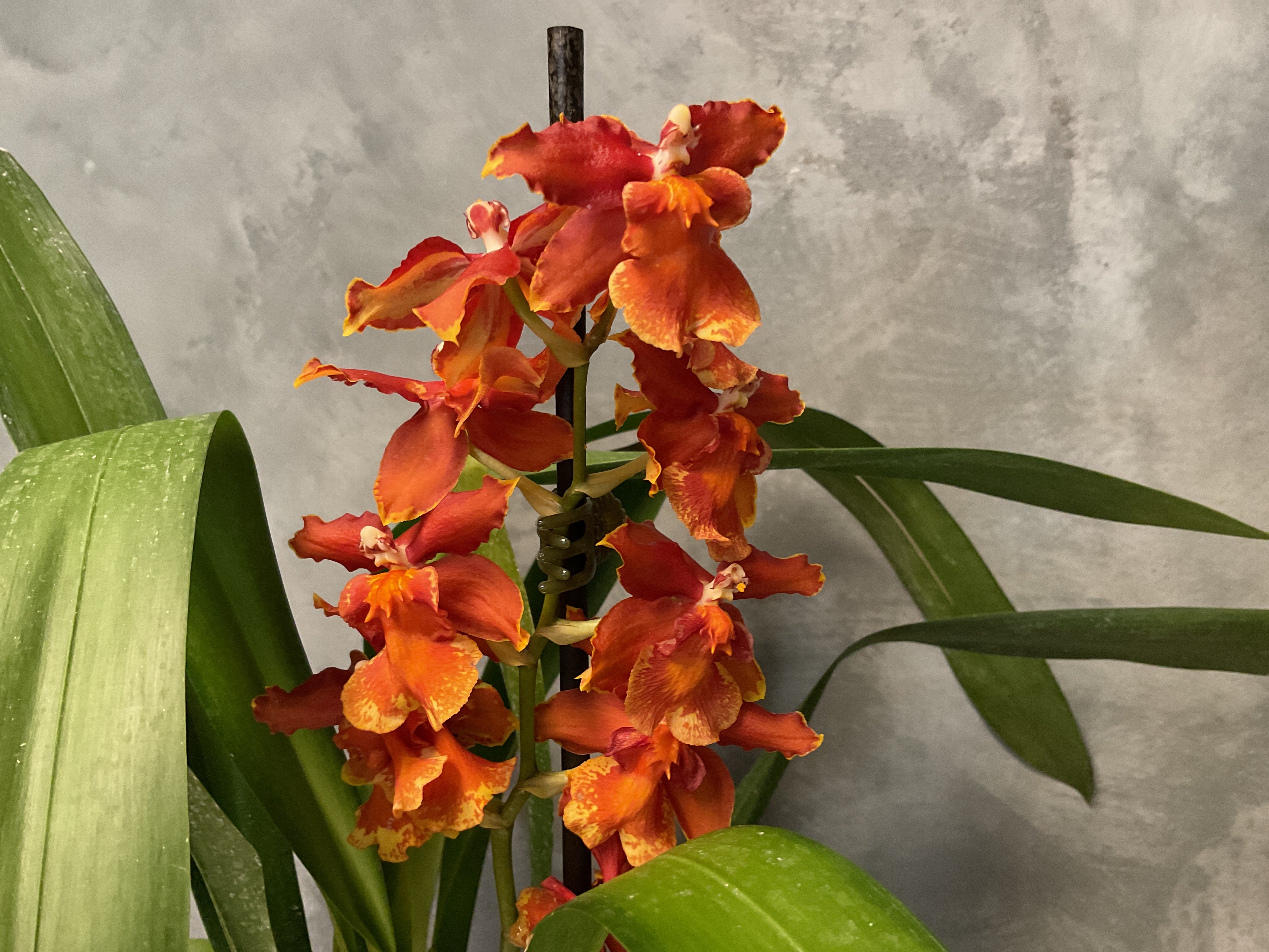 Orchids