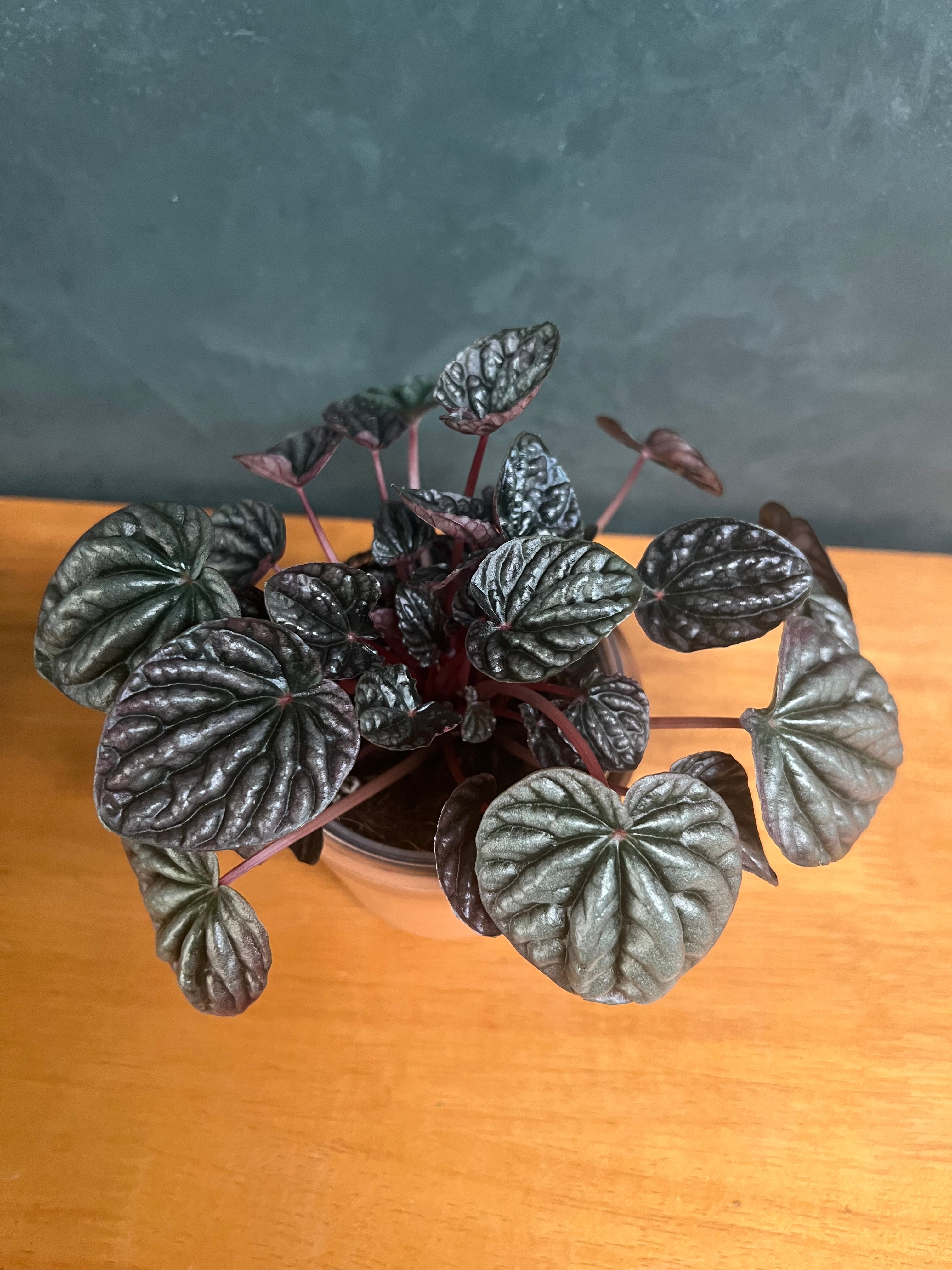Peperomia - Ripple Red