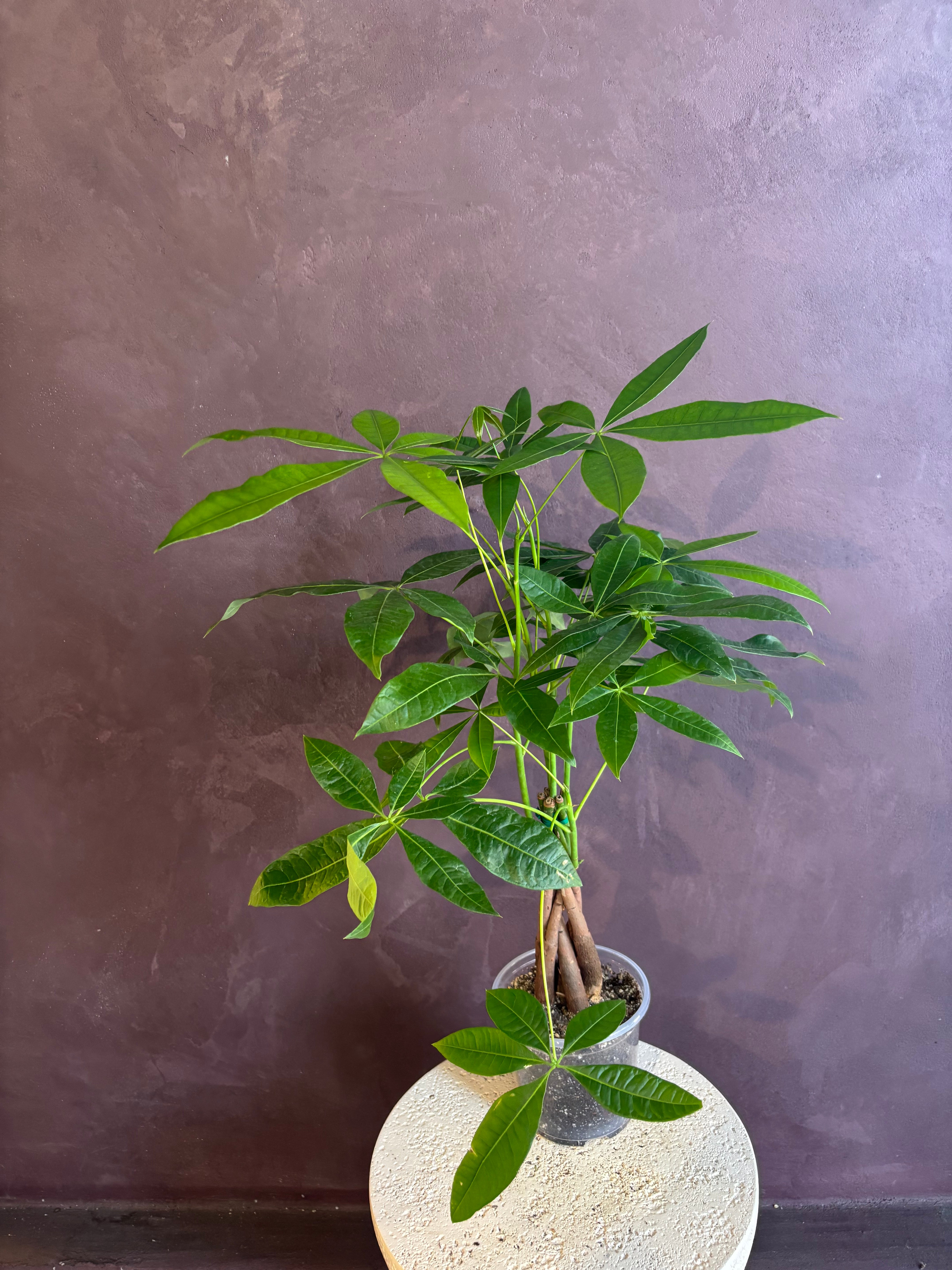 Money Tree