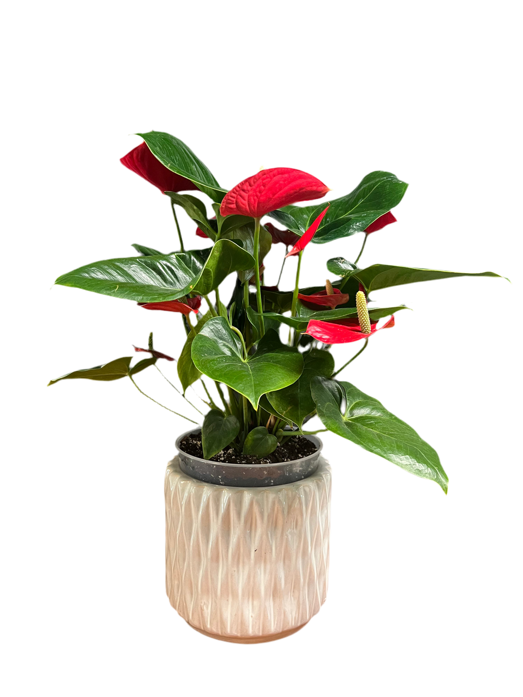 Anthurium – Flamingo Flower (Multiple Colors)