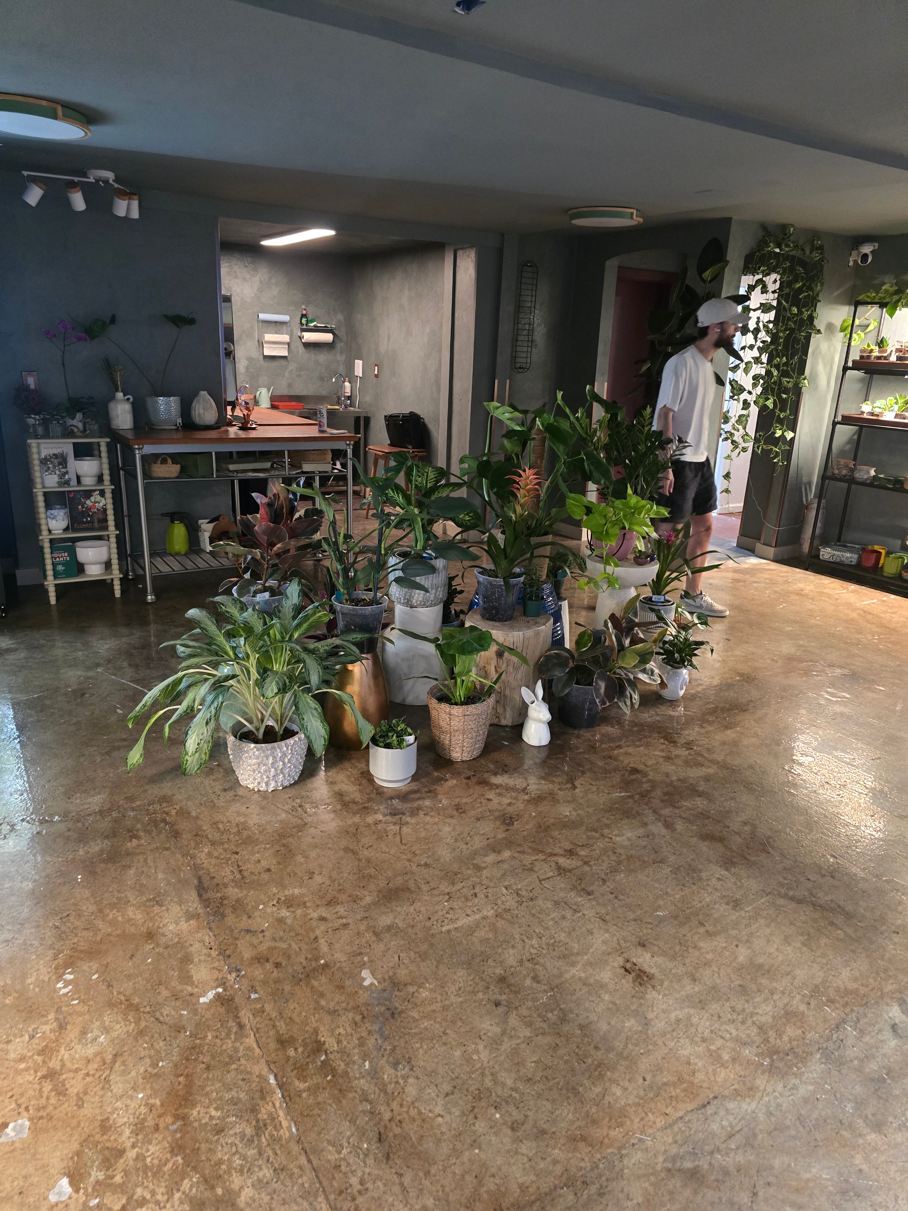 Nysa Botanica
