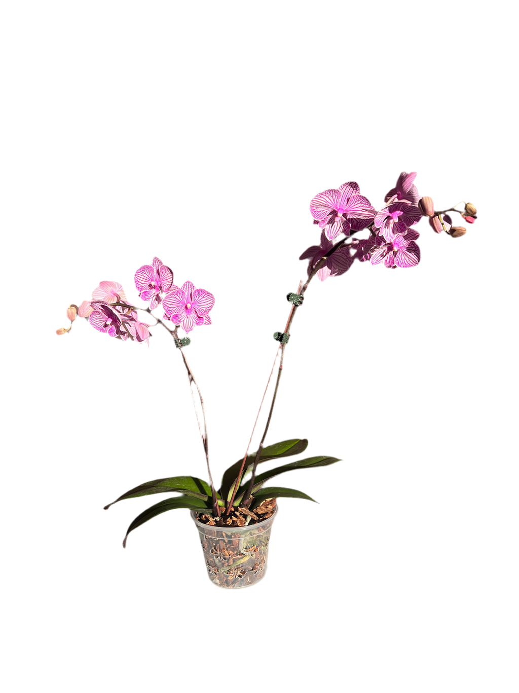 Orchid – Purple & White Stripes
