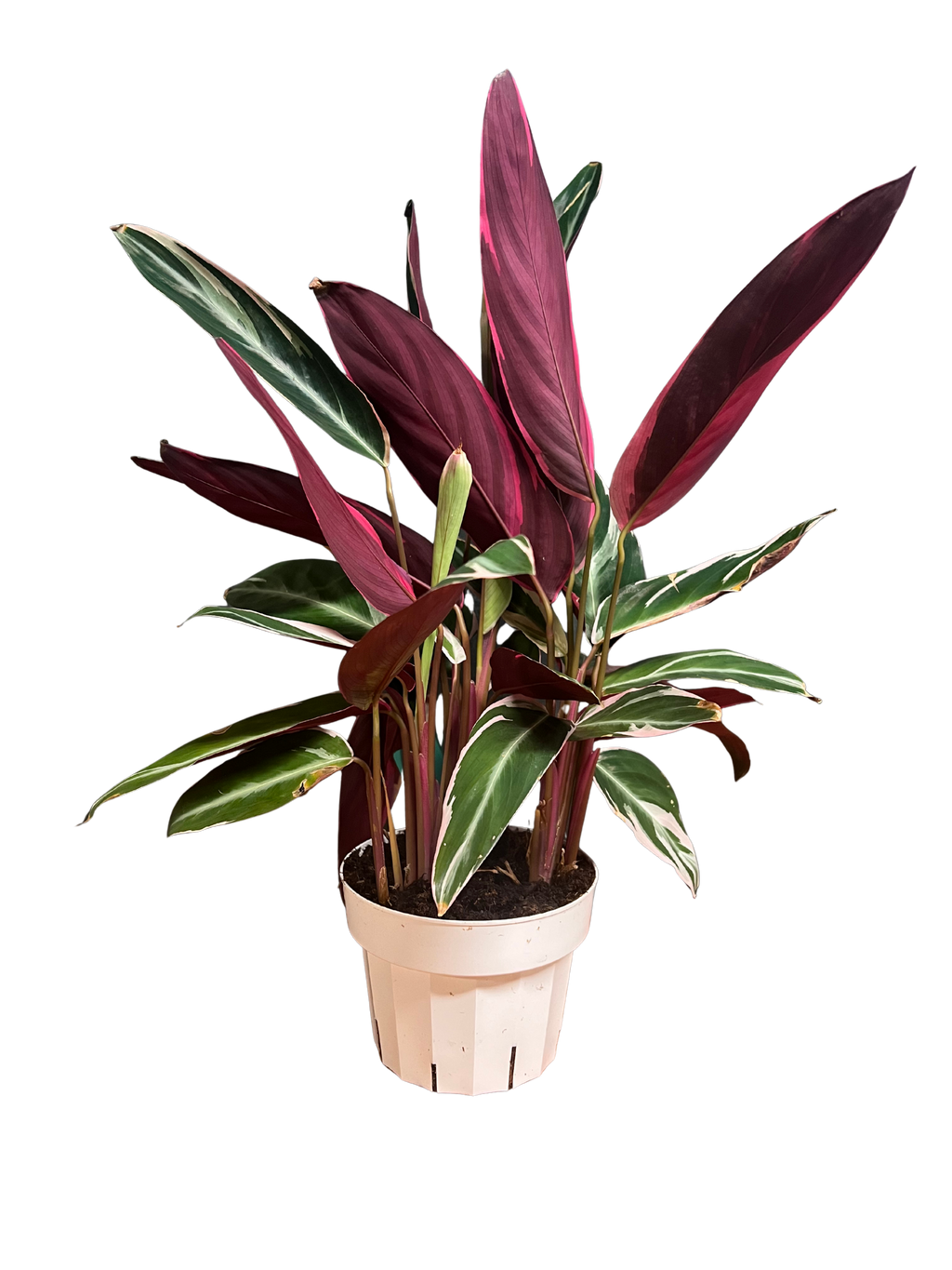 Stromanthe - Tricolor