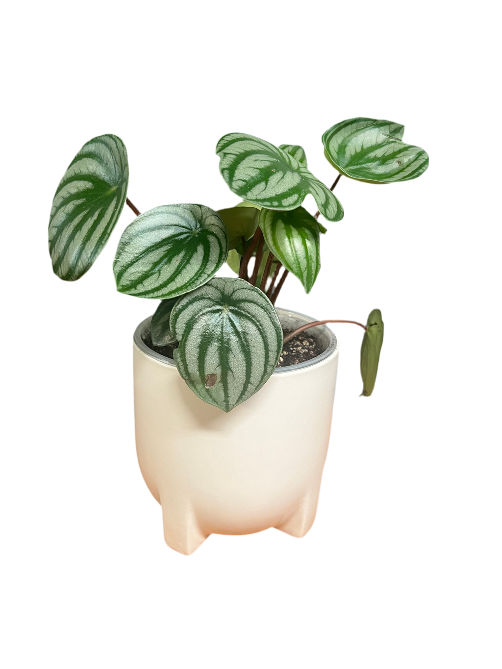 Peperomia - Watermelon