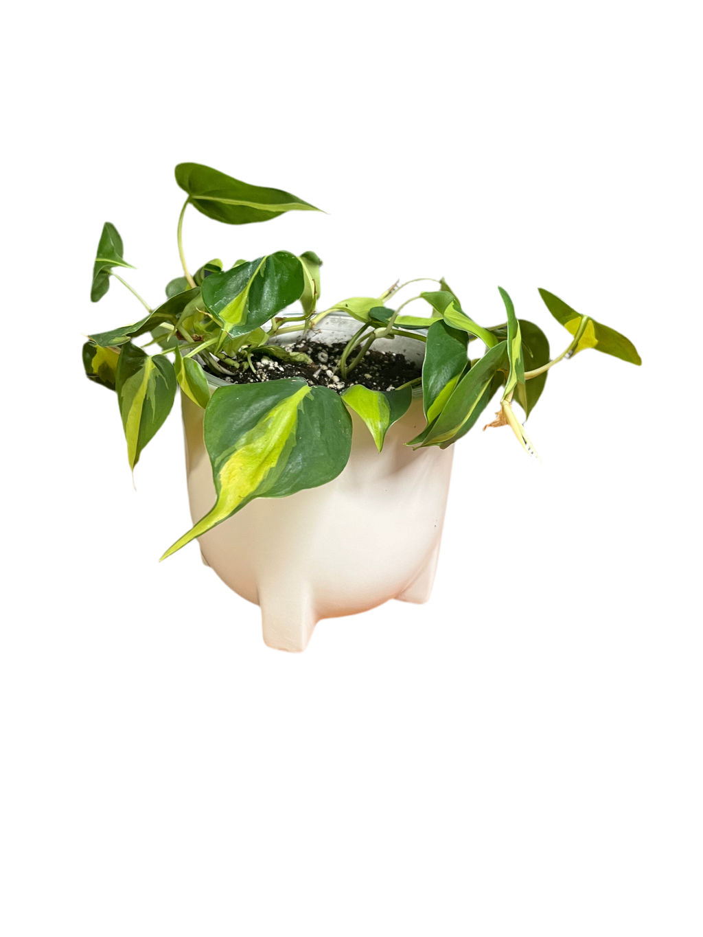 Philodendron - Brasil