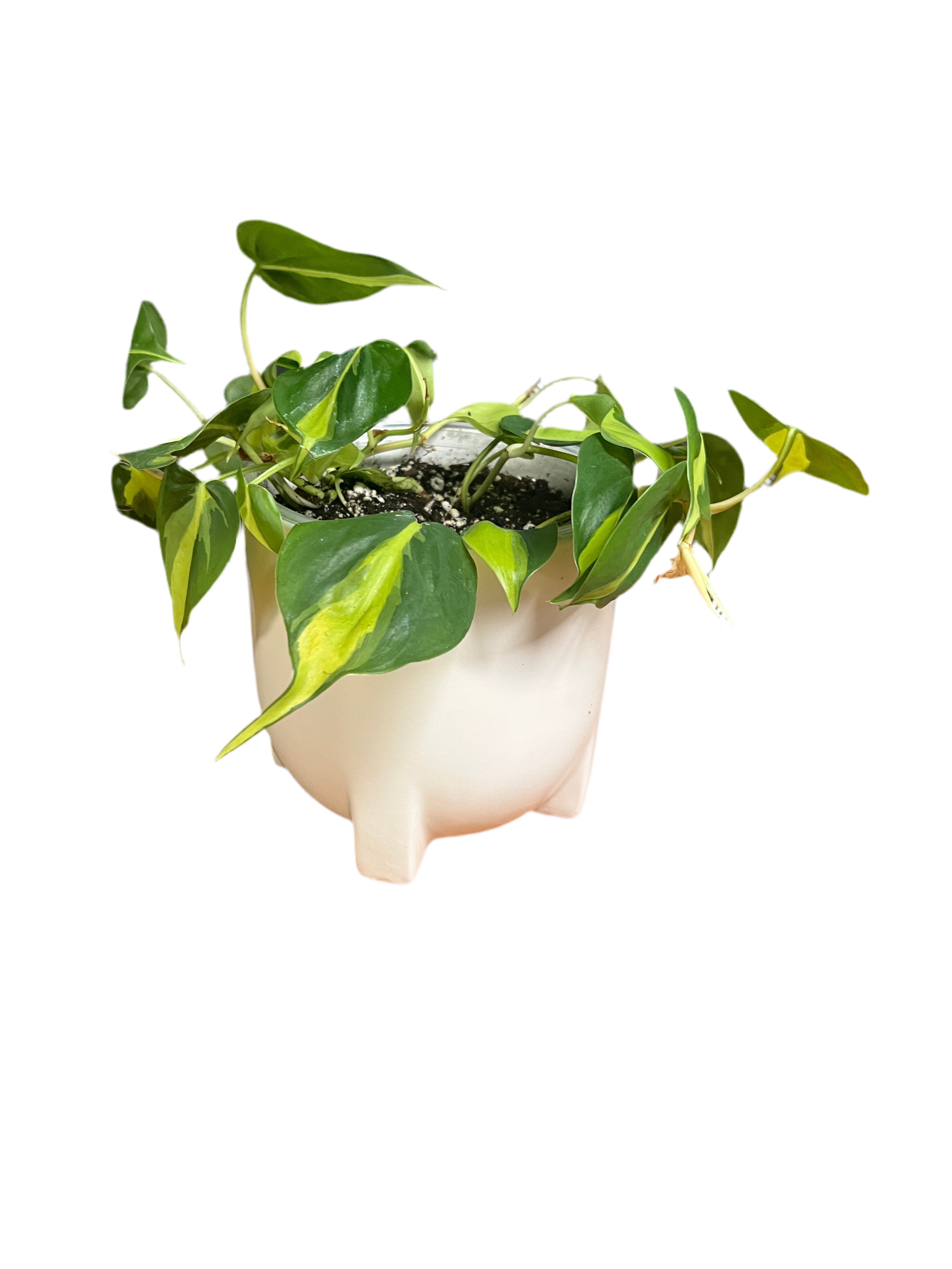 Philodendron - Brasil