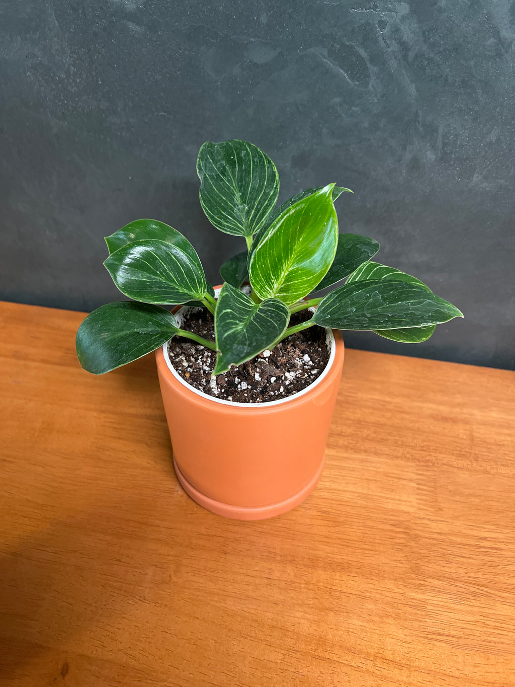 Philodendron - Birkin