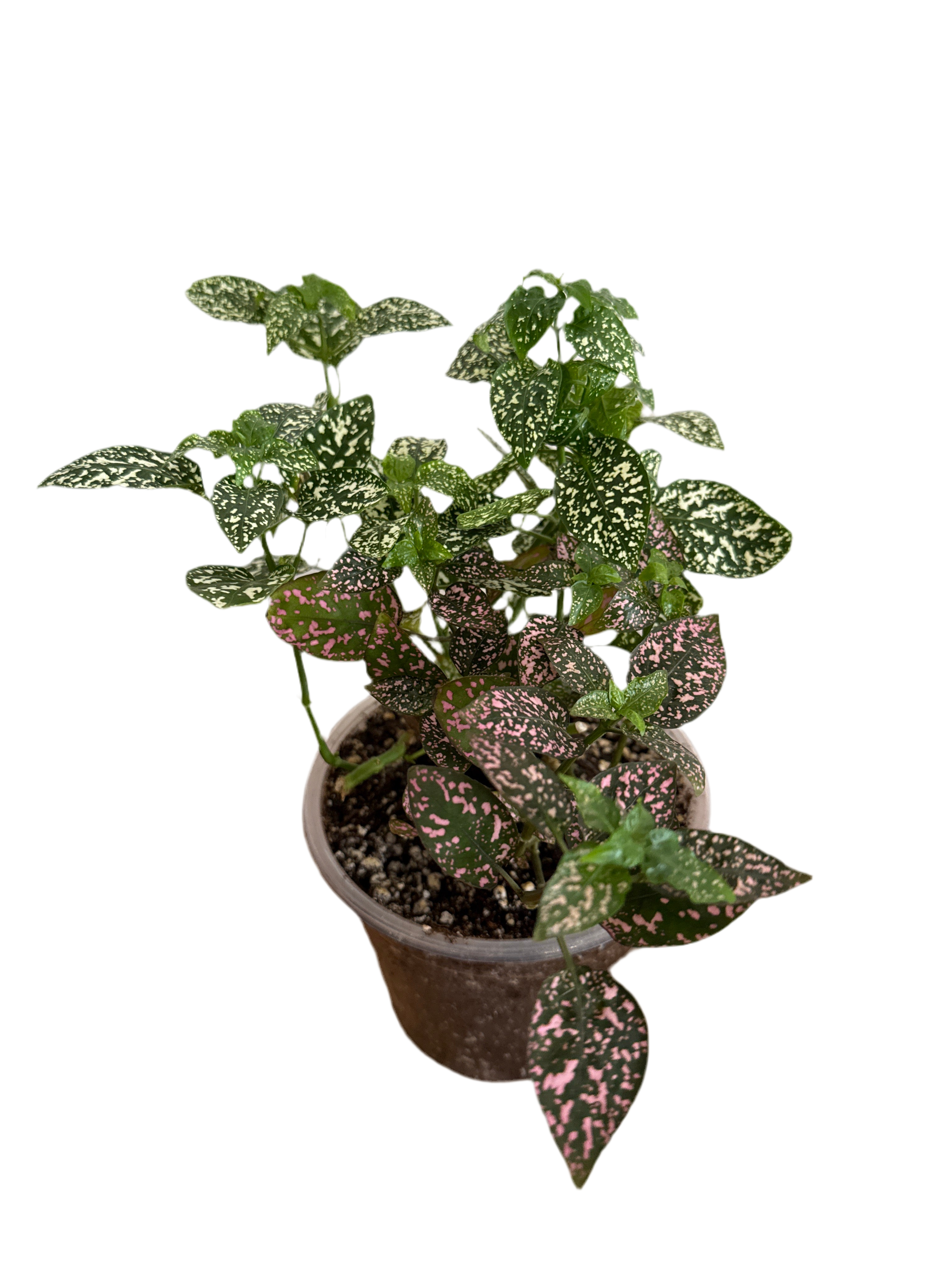 Polka Dot Plant