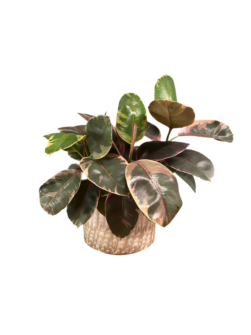 Rubber Tree – Belize