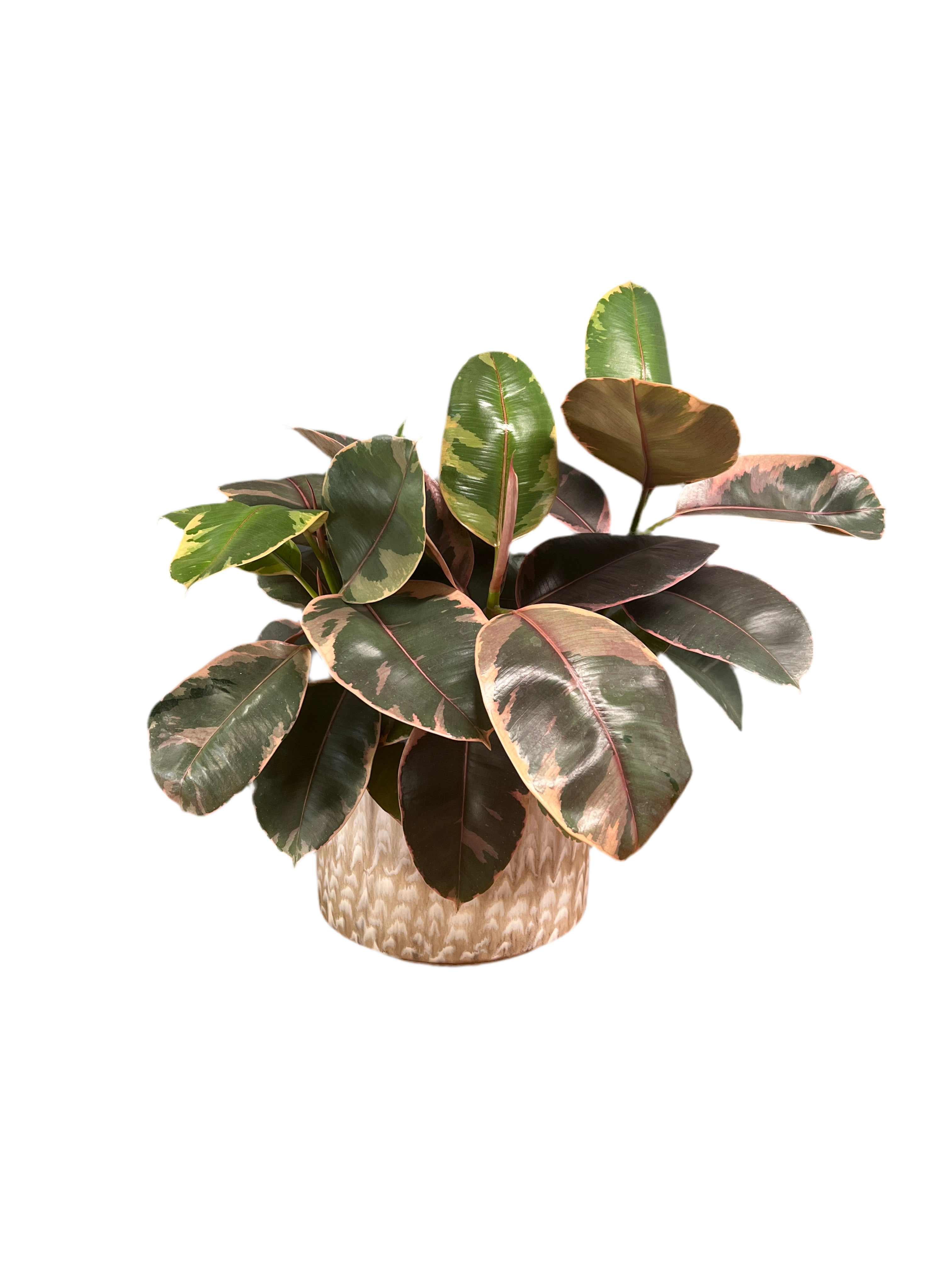 Rubber Tree – Belize