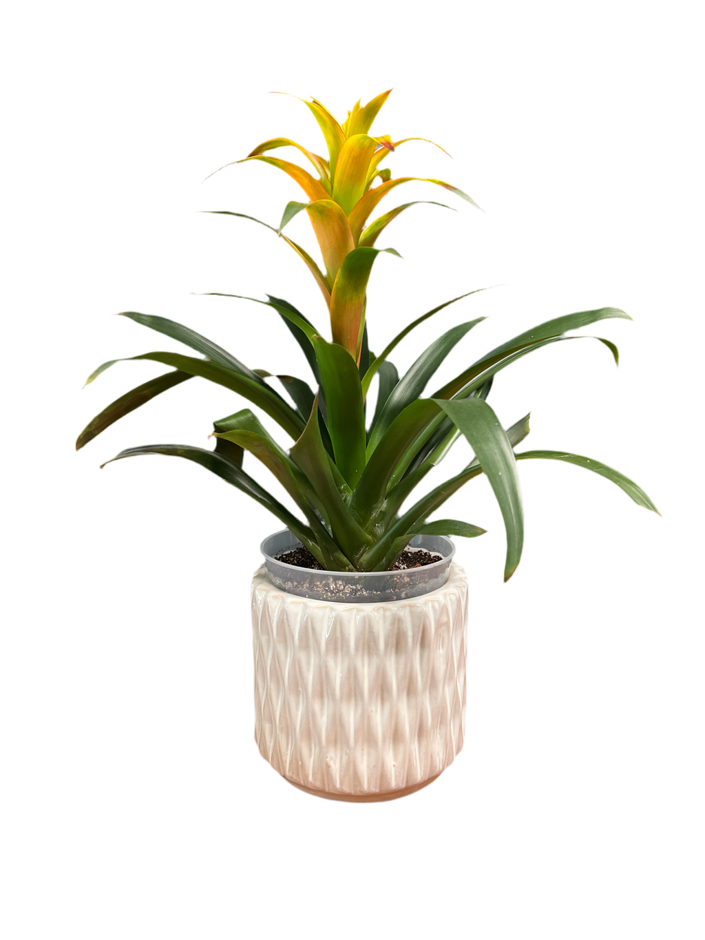 Bromeliad - Yellow