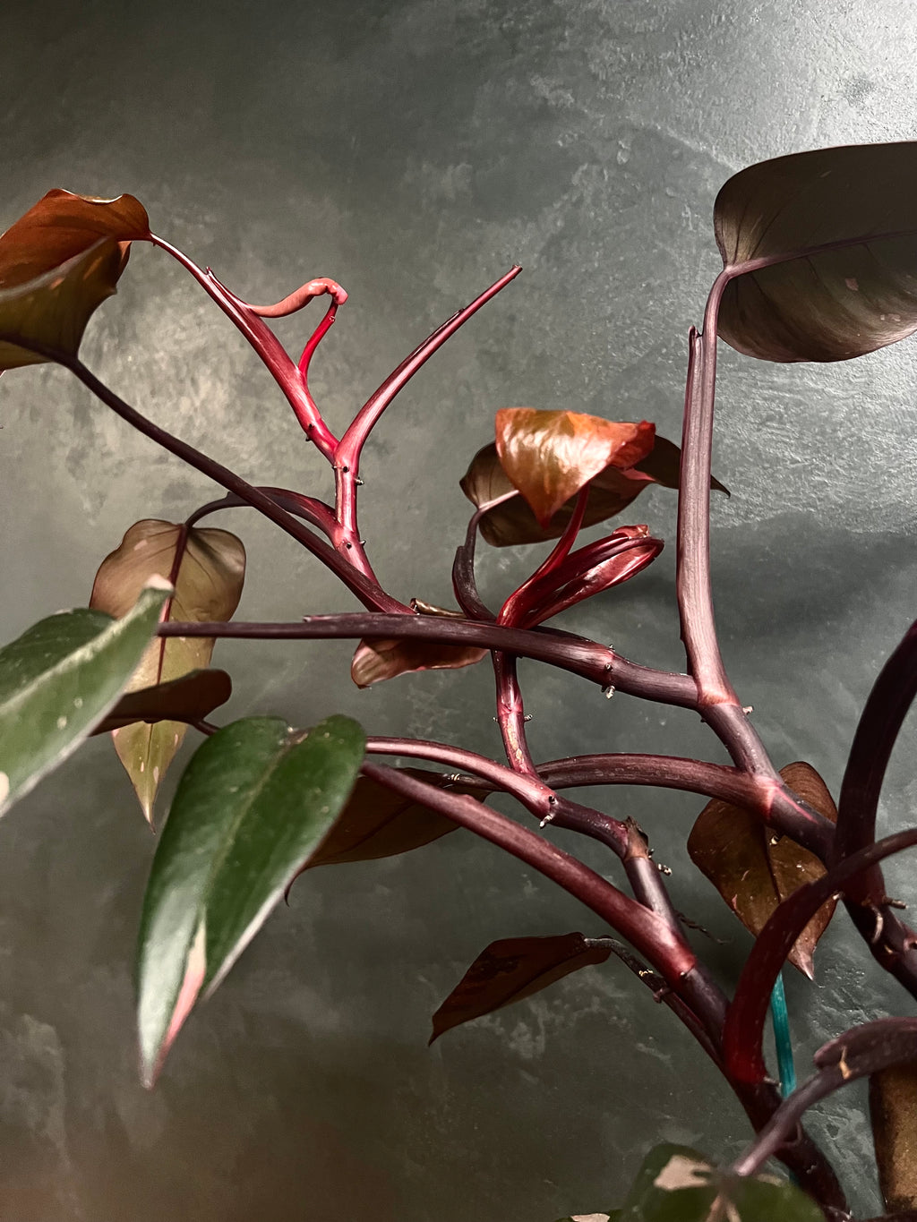 Philodendron - Blushing