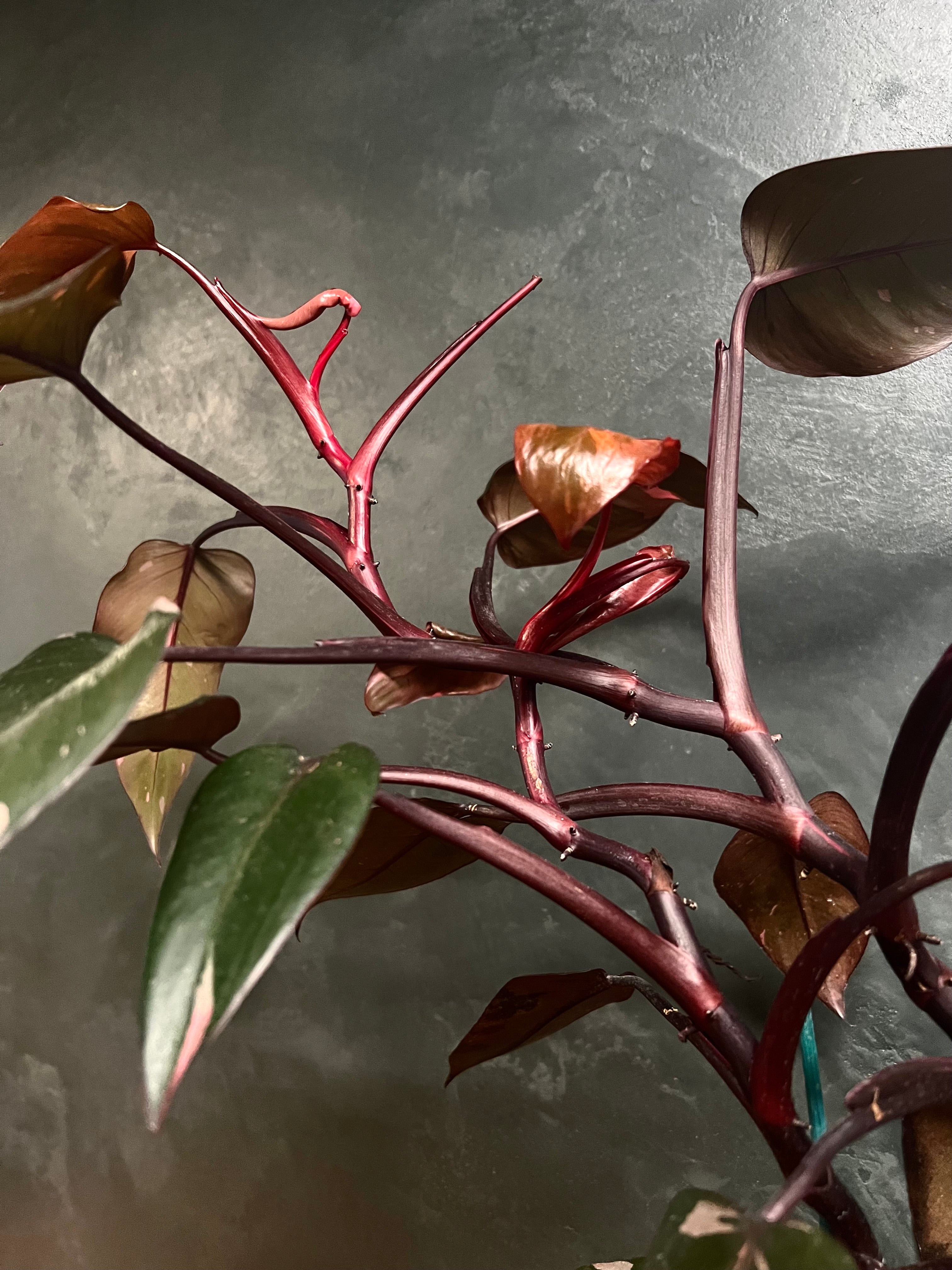 Philodendron - Blushing