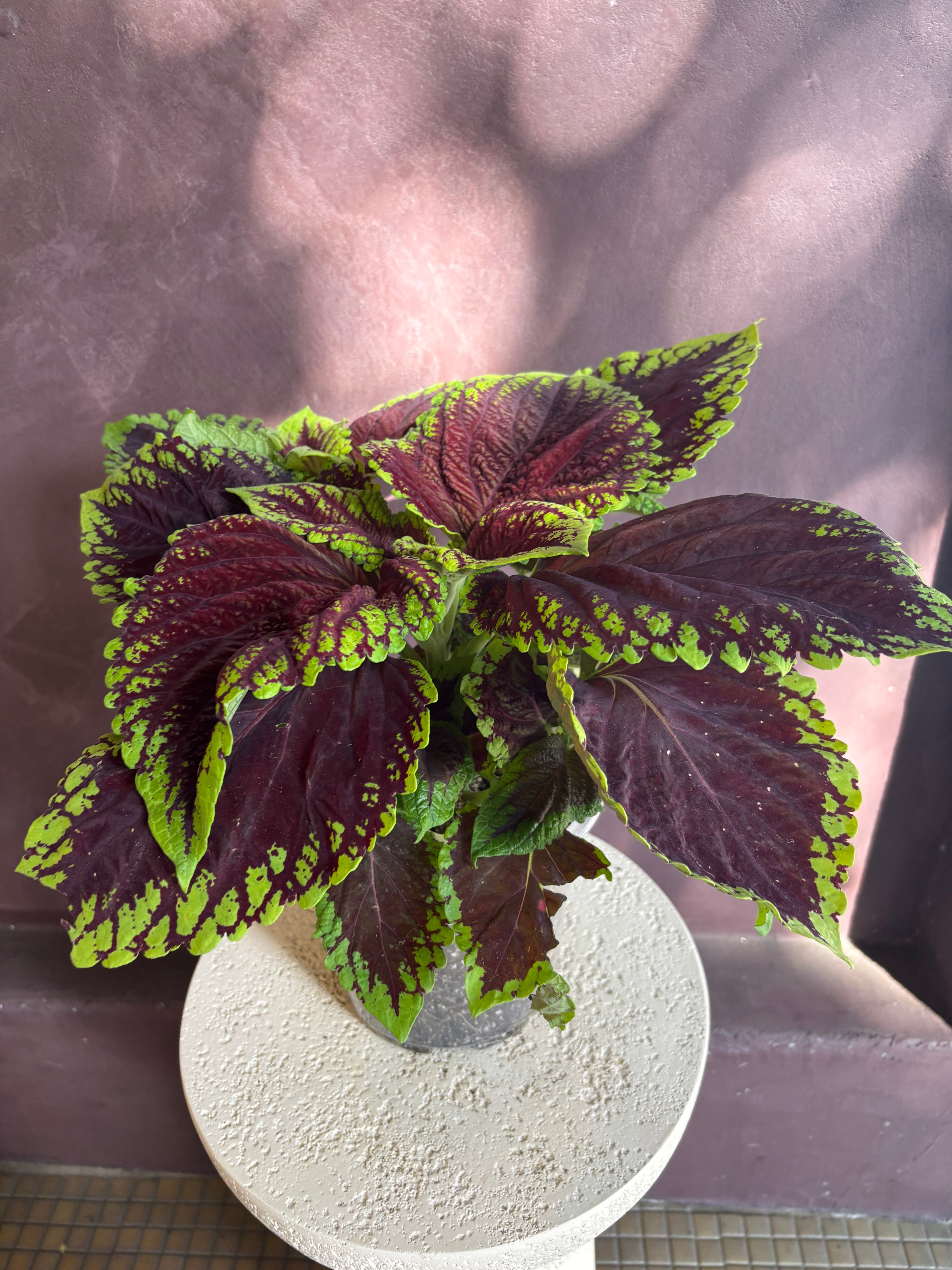 Coleus