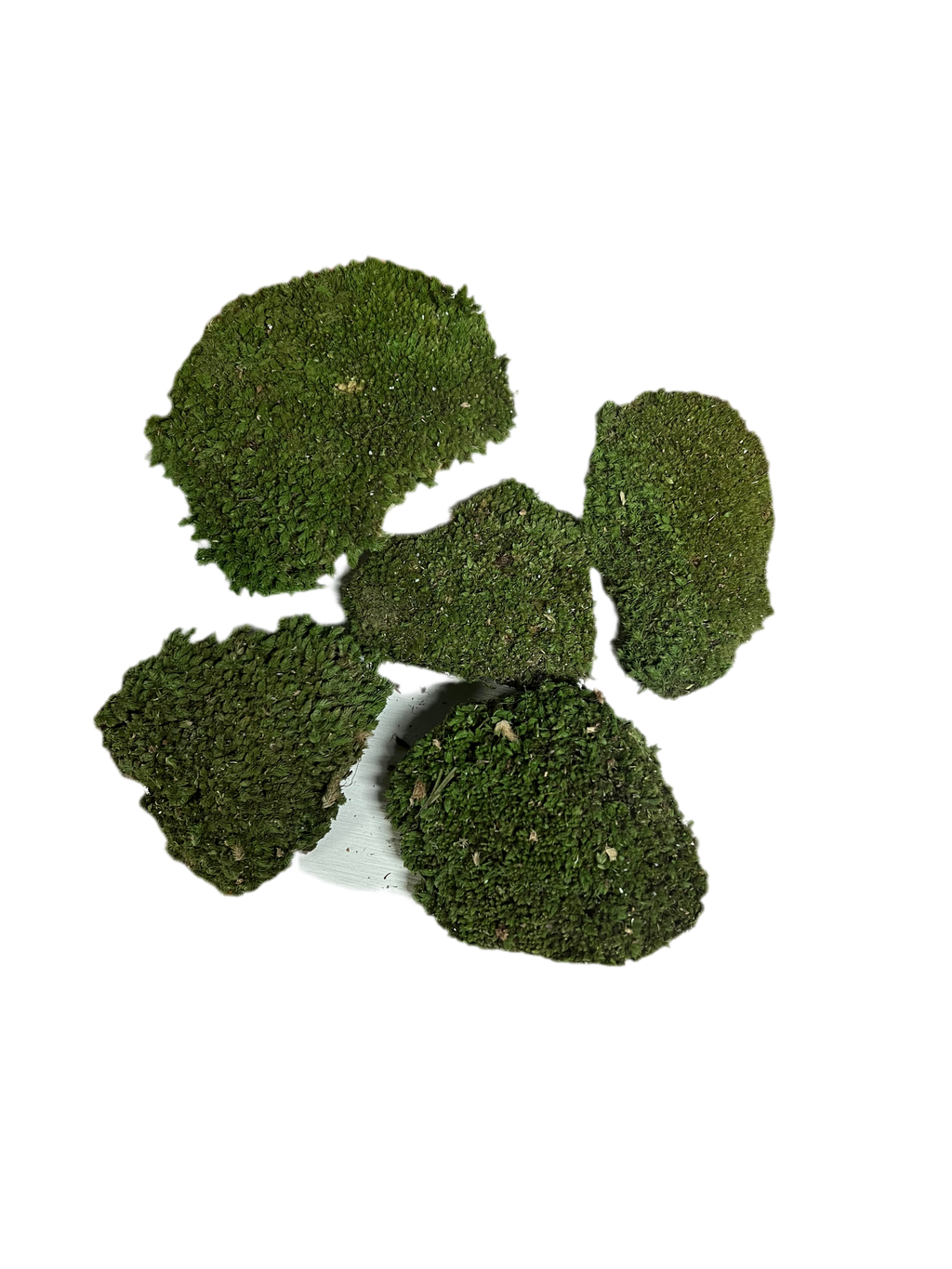 Decorative Moss – Preserved Green