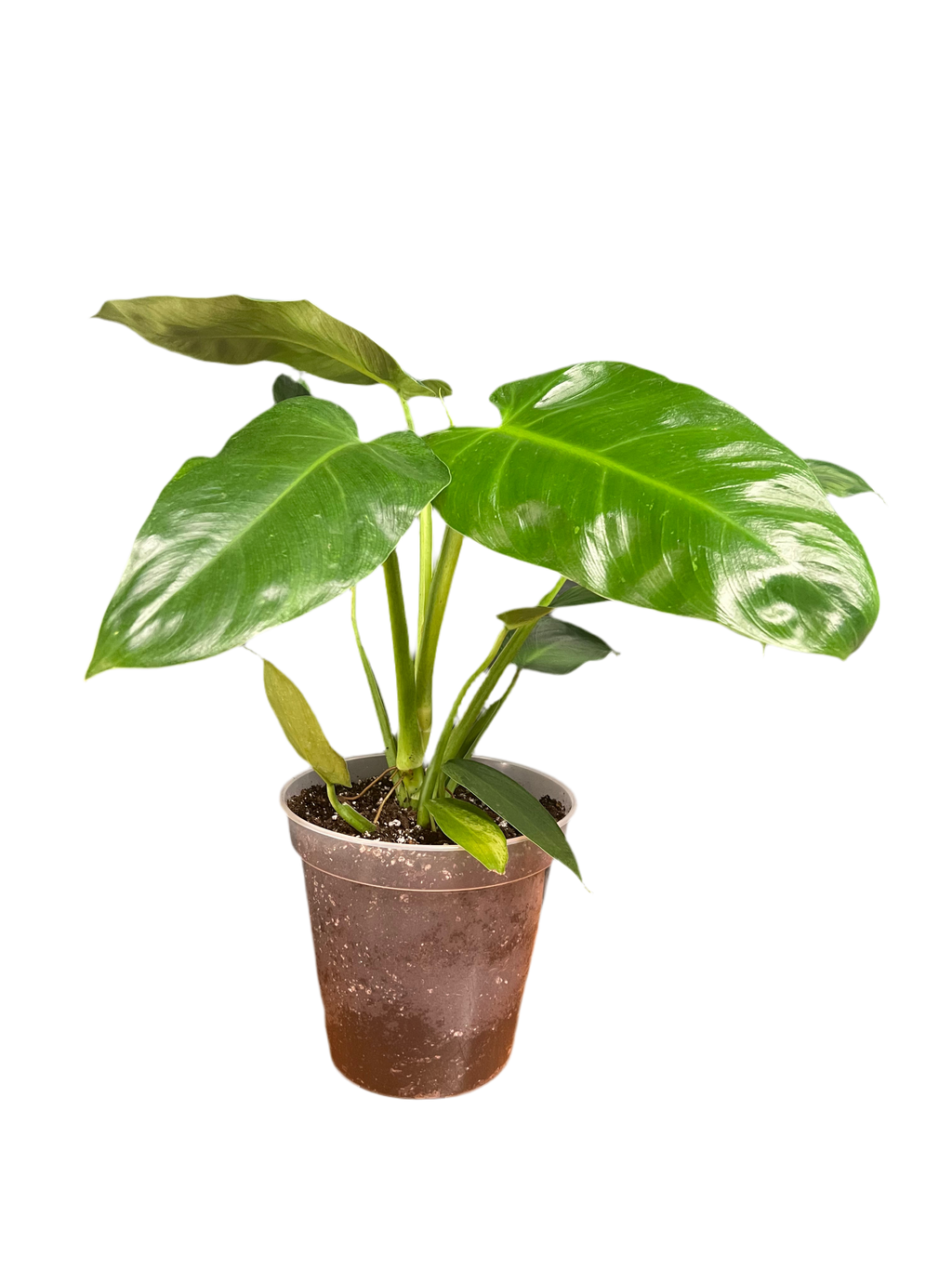 Philodendron - 'Jose Buono'