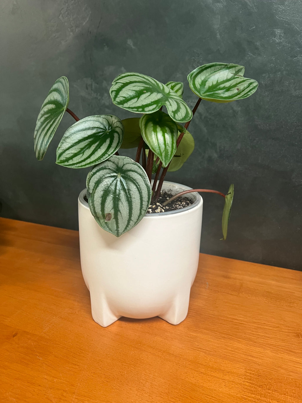 Peperomia - Watermelon