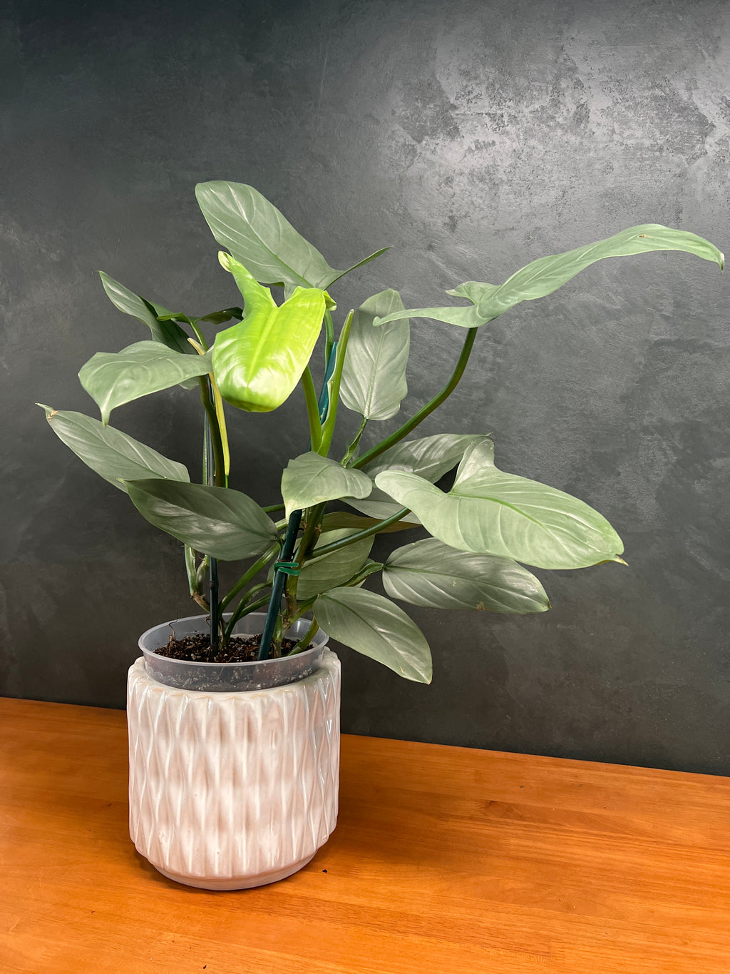 Philodendron – Imperial Green